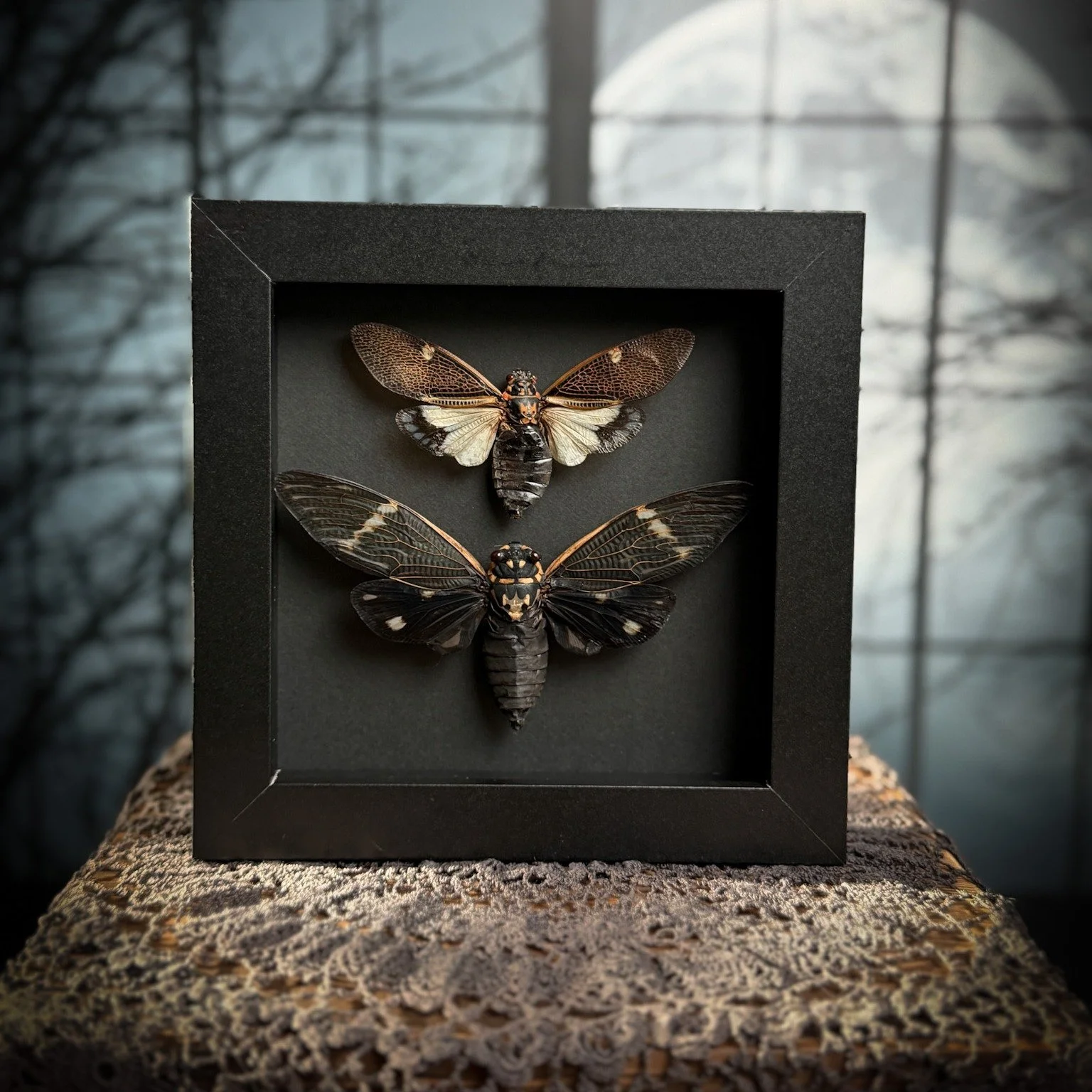 Really missing the Cicada sounds of summer right about now 😭🥶☃️

#curio #odditiesandcuriosities #natureappreciation #insecttaxidermy