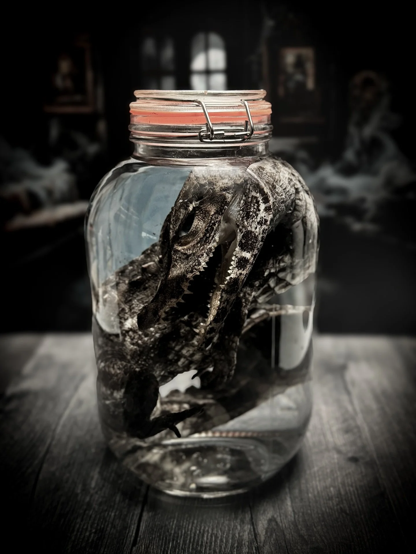 Paleosuchus palpebrosus // Dwarf Caiman