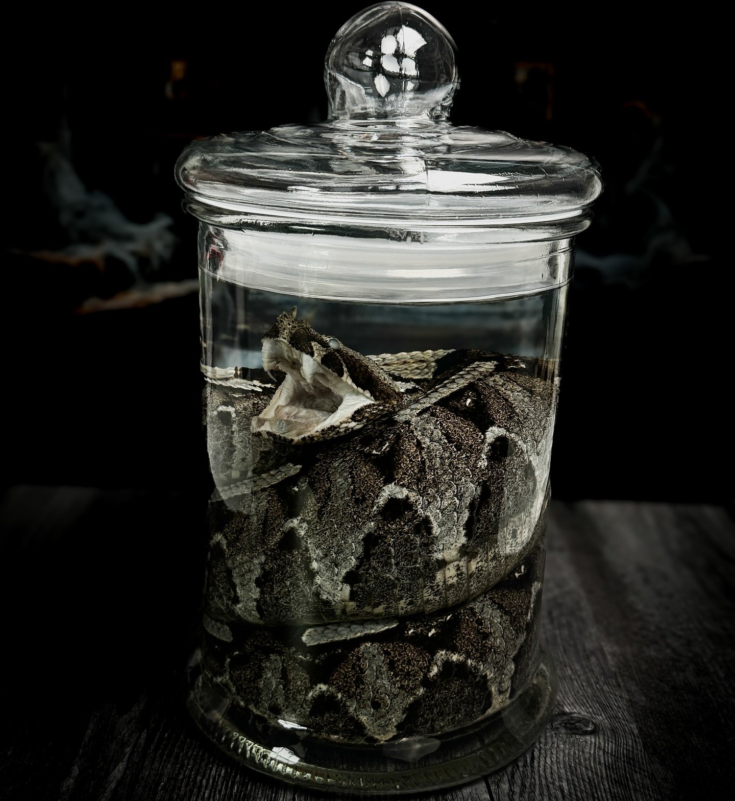 Snakes ain&rsquo;t always in the grass 🎶 

Sometimes they&rsquo;re in a jar 🫙 🤪 

Rhino Viper // Bitis nasicornis [SOLD]