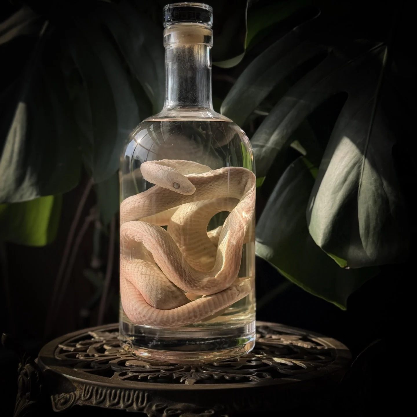 📍 MILWAUKEE &mdash; we&rsquo;re coming for you 🦇

Come visit us at the Oddities &amp; Curiosities Expo THIS Saturday &amp; Sunday, 10 am - 5 pm, at the Baird Center in Hall E! 🕷️

Step into our traveling macabre world of handmade wet specimens, ta