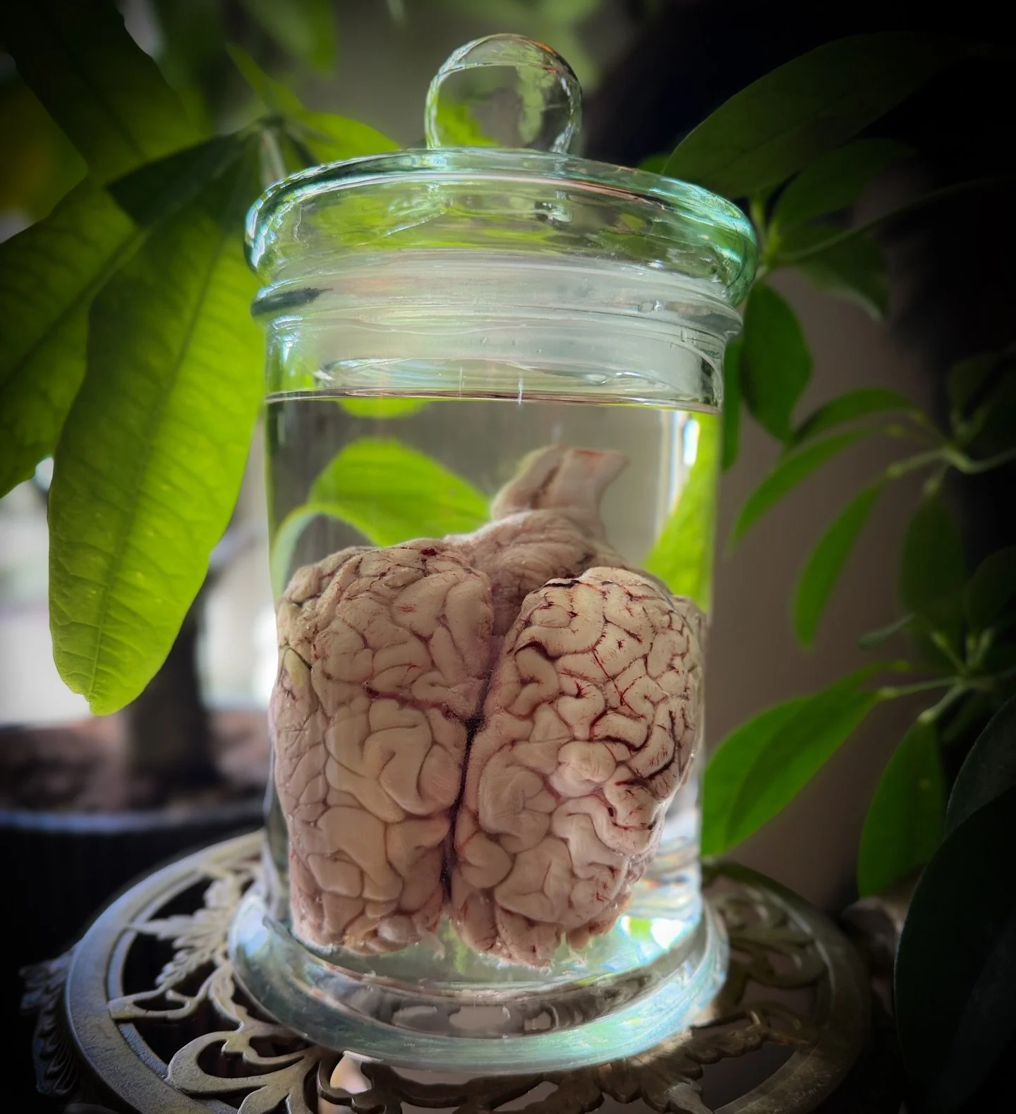 👁️🧠👁️

Whose brain am I? 

WRONG ANSWERS ENCOURAGED 🤪

First person to correctly gets eternal bragging rights, our admiration, and a lil spooky treat delivered to their doorstep 😏

Bonus cool points &amp; treat too for whoever can make us laugh 