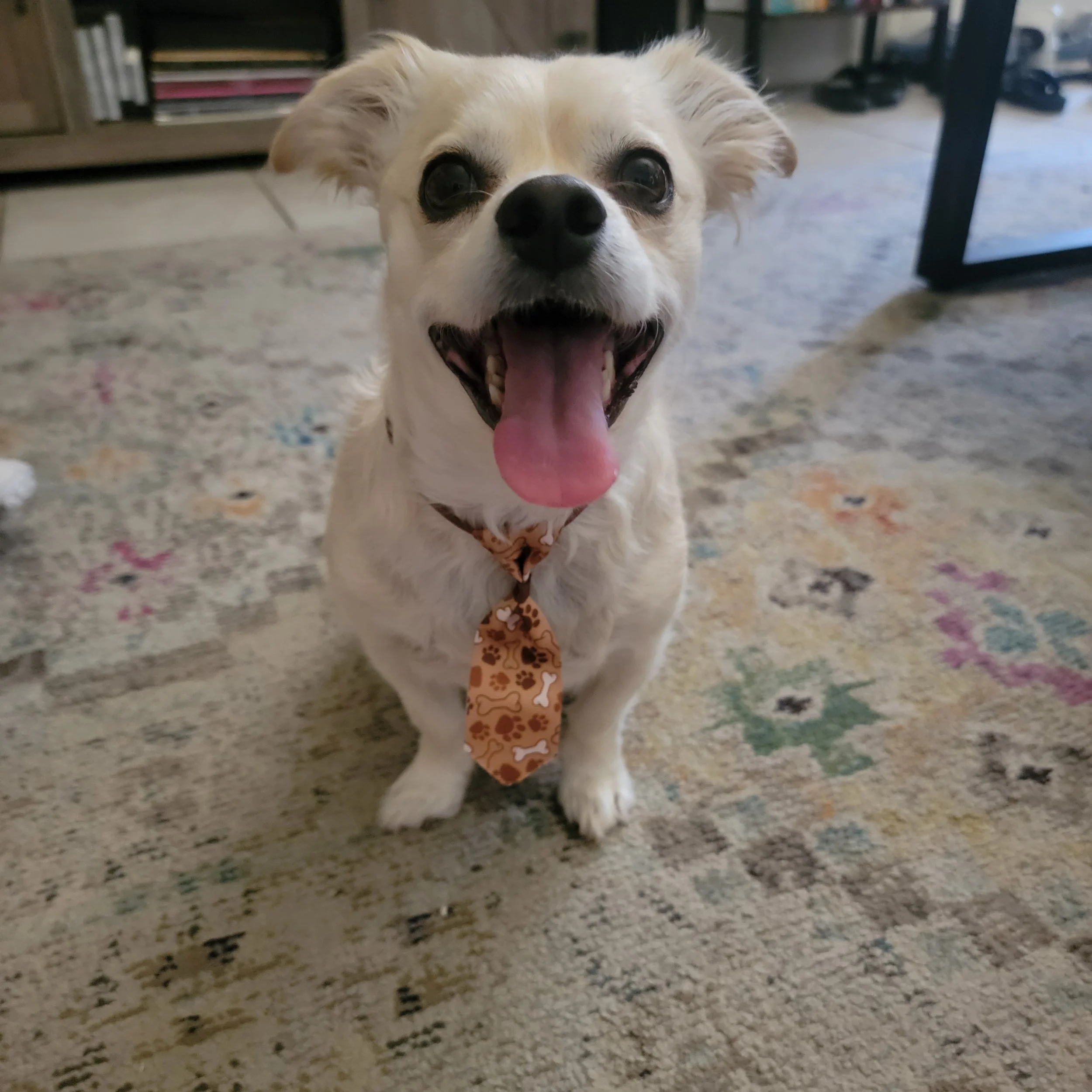 A happy, light-colored dog looking up with a plush toy nearby on a patterned carpet.