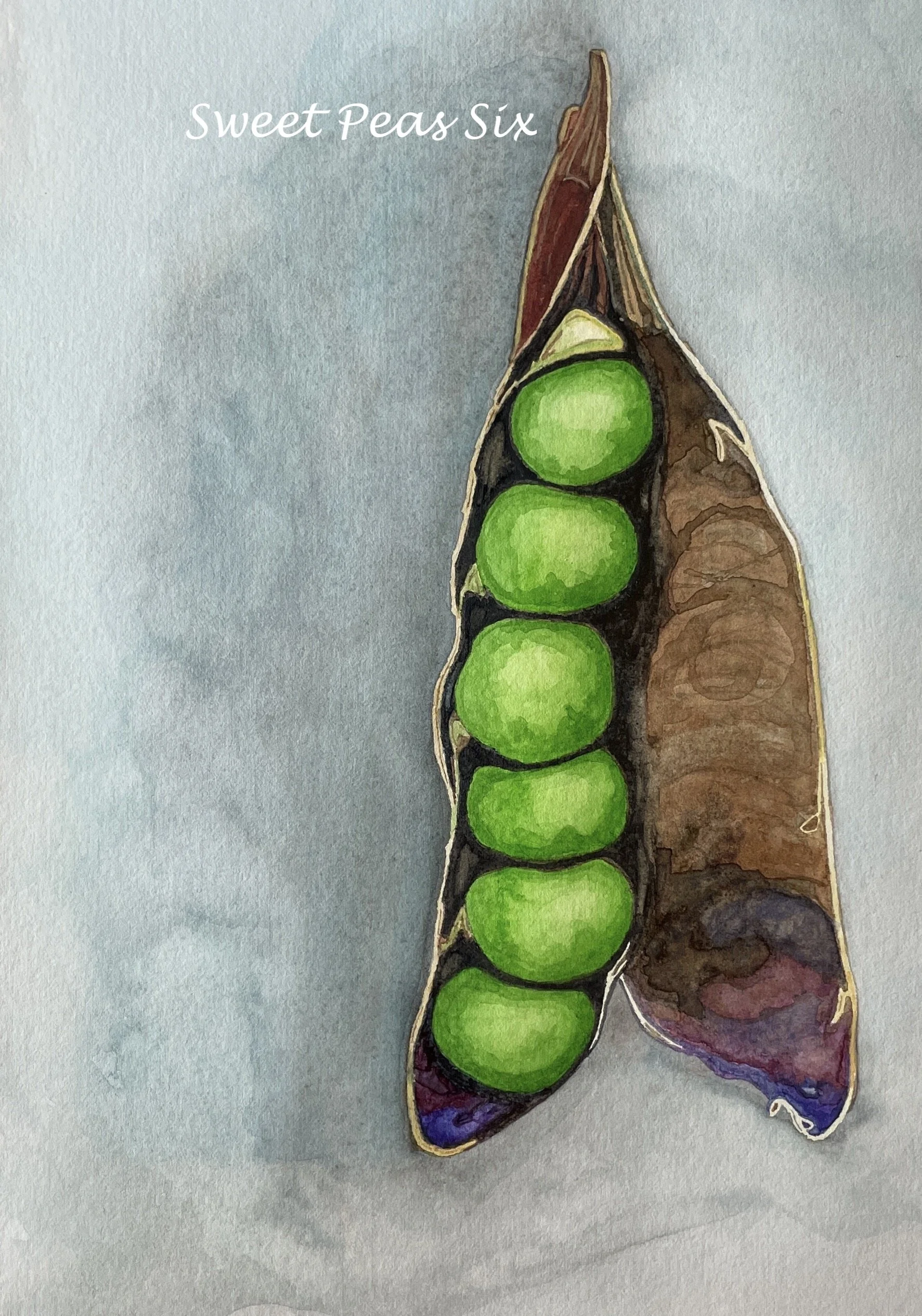 Sweet Pea Six
Watercolor, Framed with Museum Glass
