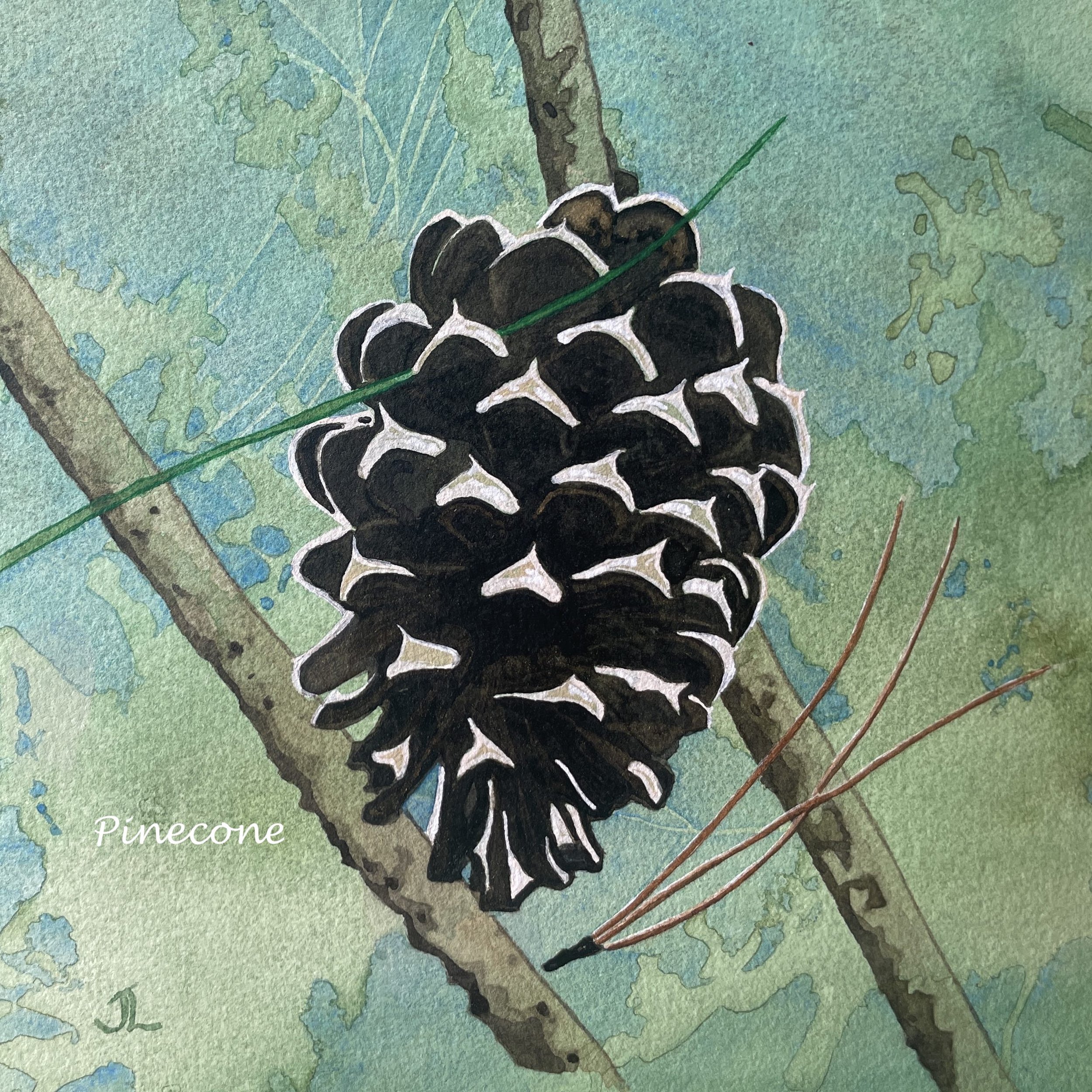Pinecone, Watercolor 13x13 