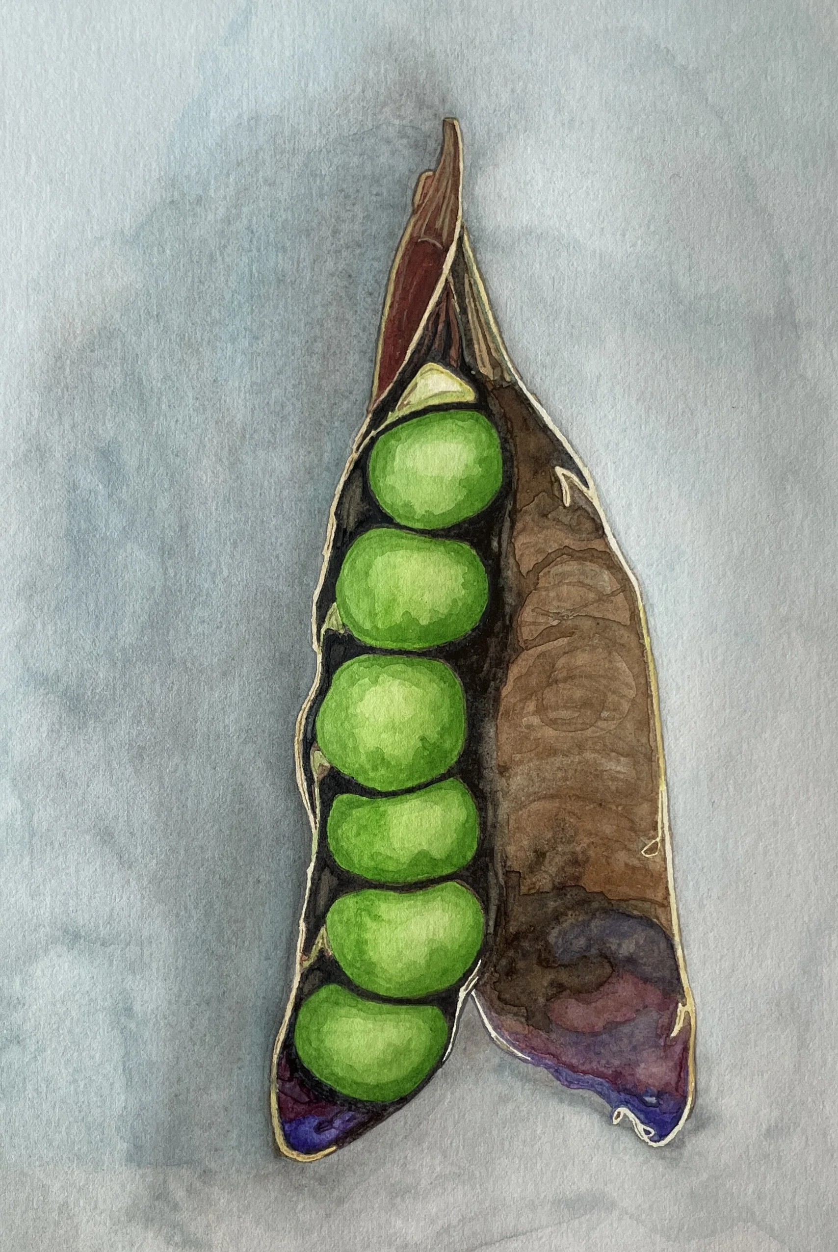 Sweet Pea Six
Watercolor, Framed with Museum Glass