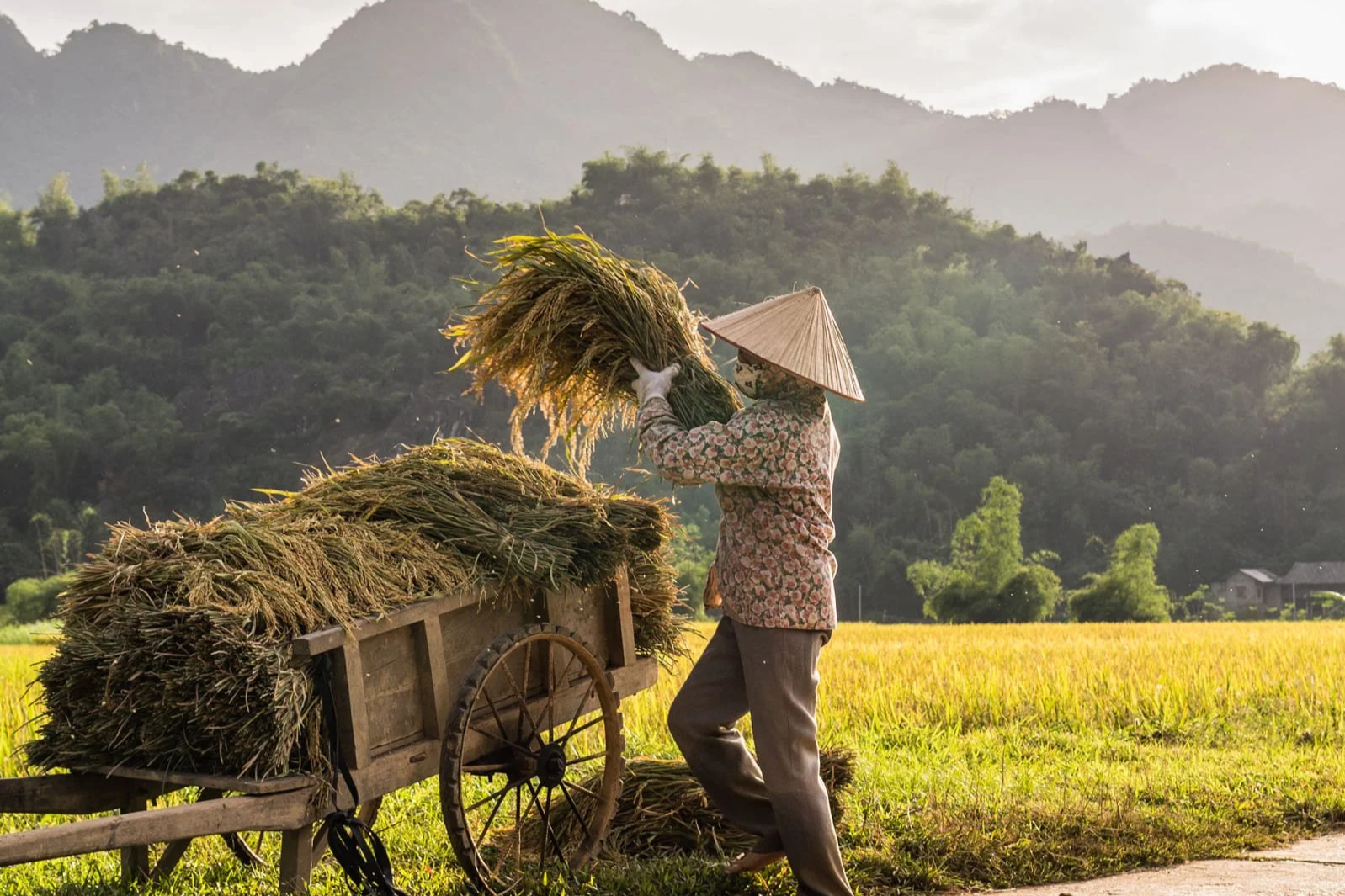 Rice Harvesting
