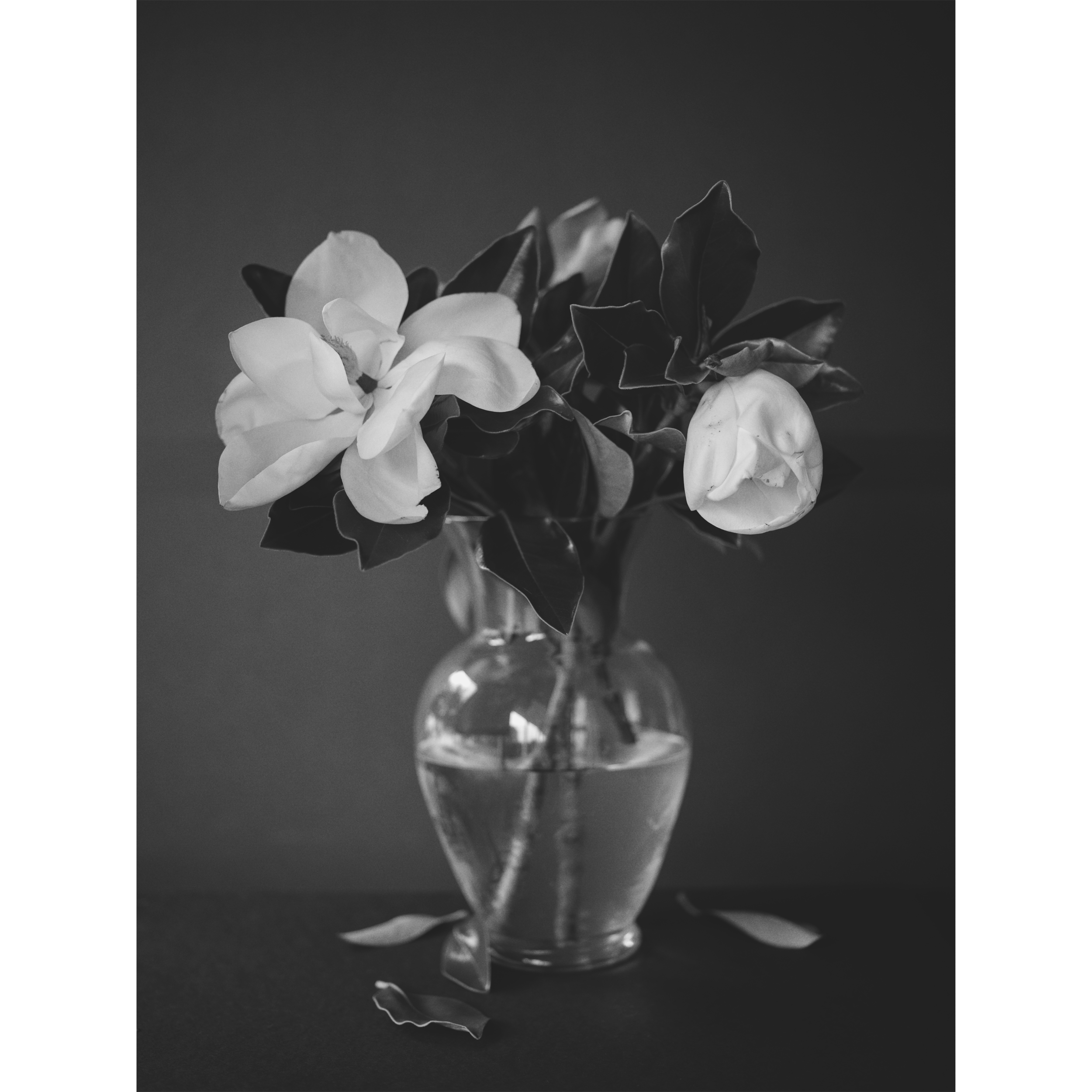 Magnolias, 2023