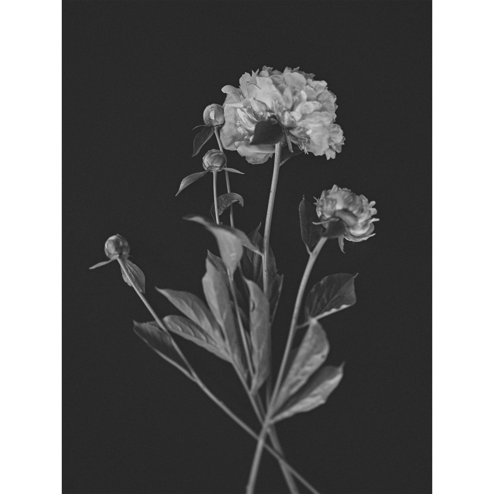 Peonies No. 1, 2024