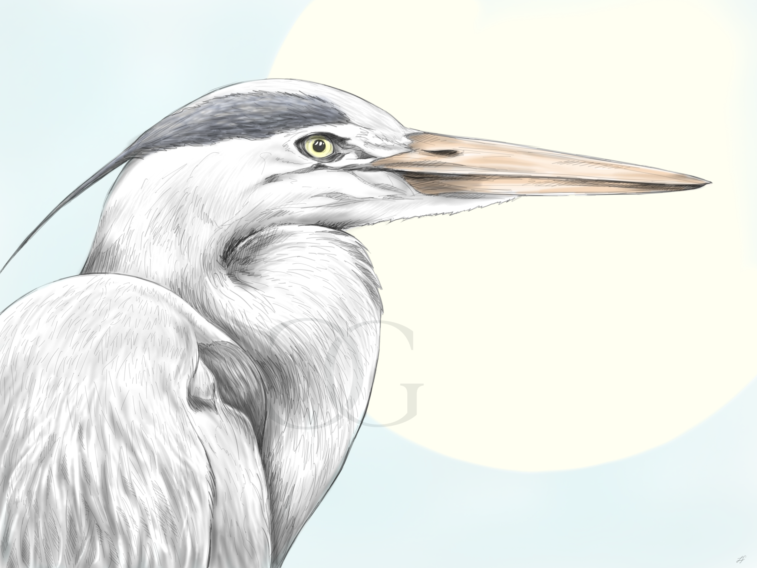 NobleHeron-LaCostieraGalleria.png