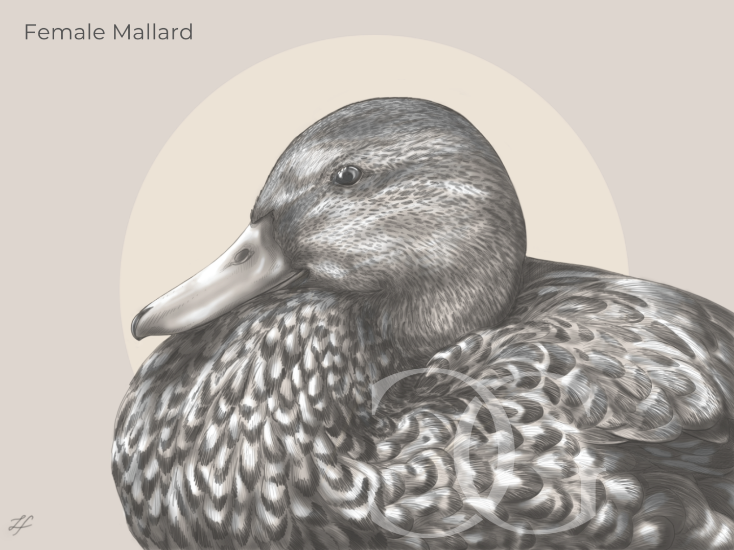 FemaleMallard_LaCostieraGalleria.png (Copy)