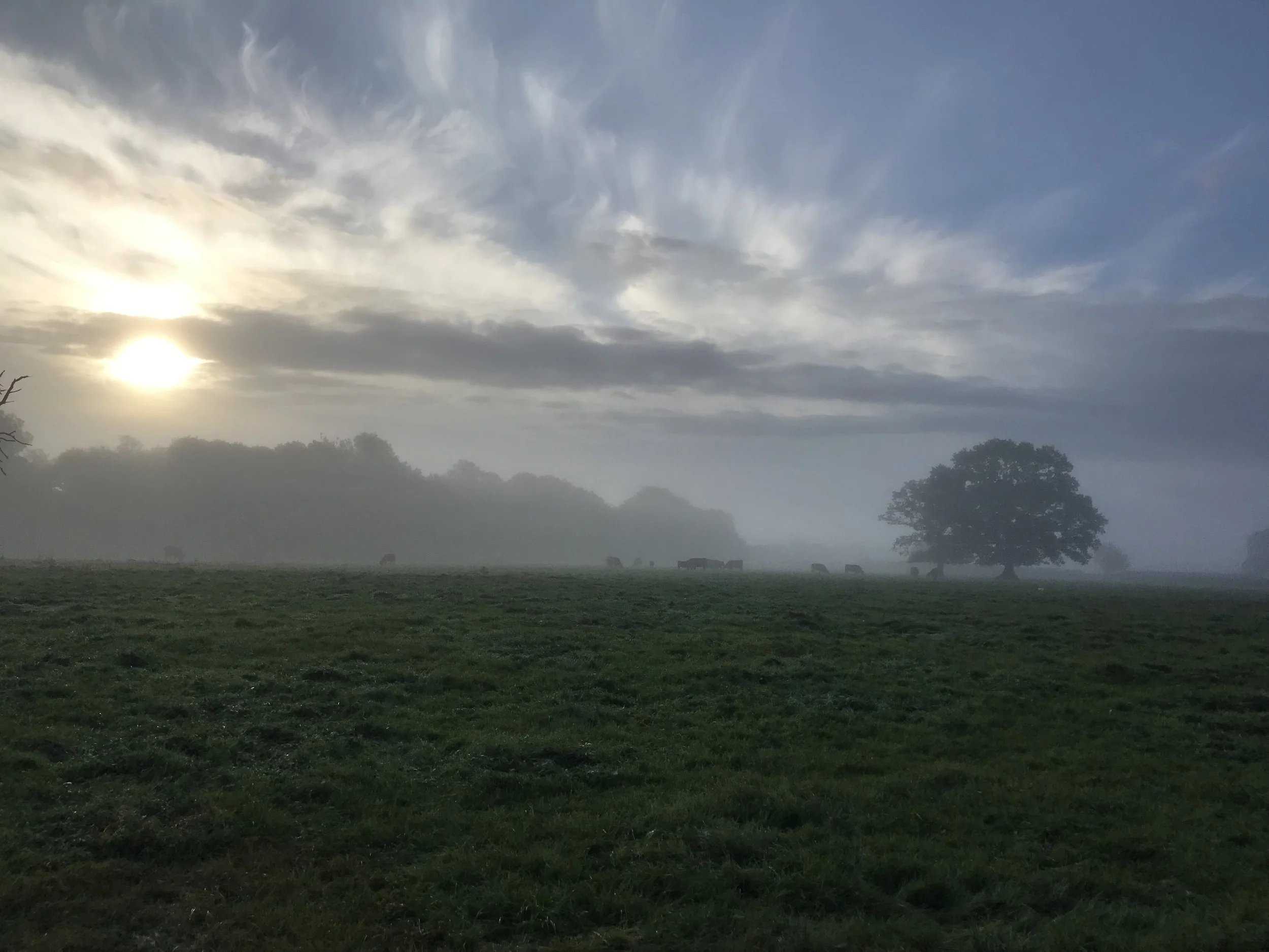 IMG_0505.jpeg
