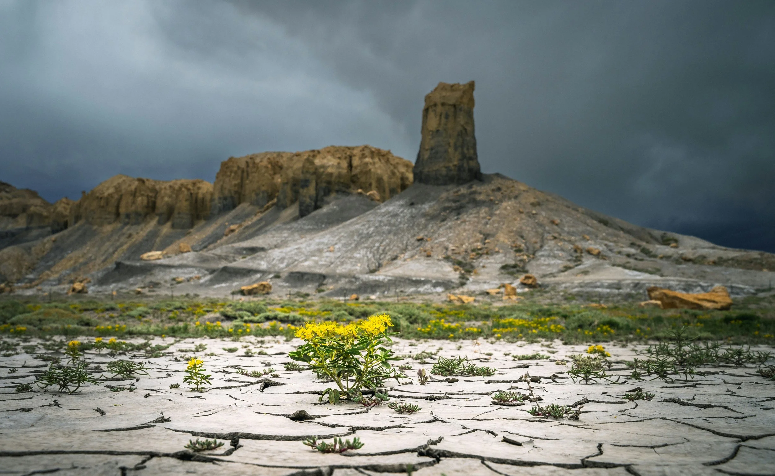 Picture of dry cracked earth with plants as a metaphor for introverts needing to allow support