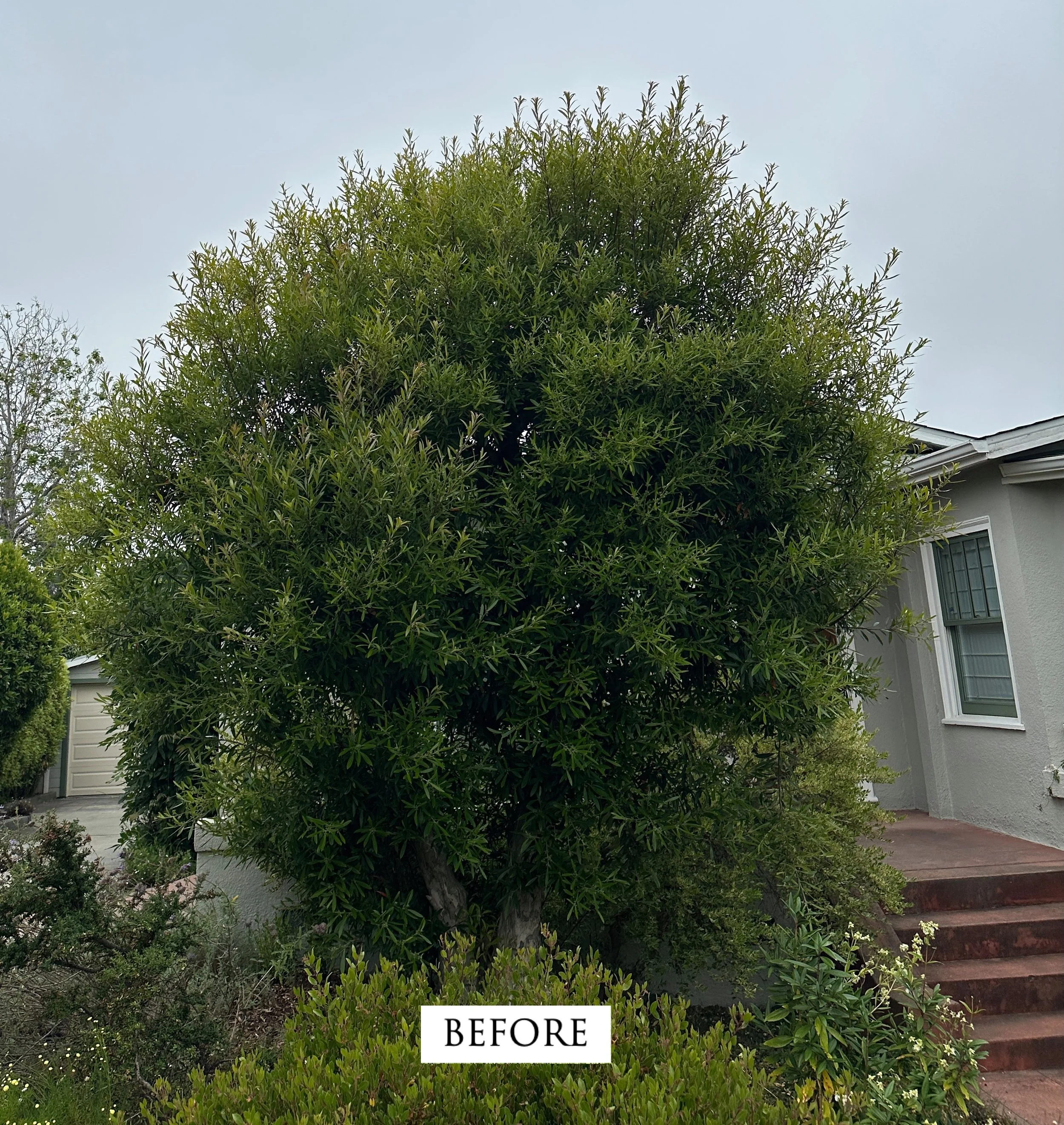 Melaleuca before copy.jpeg