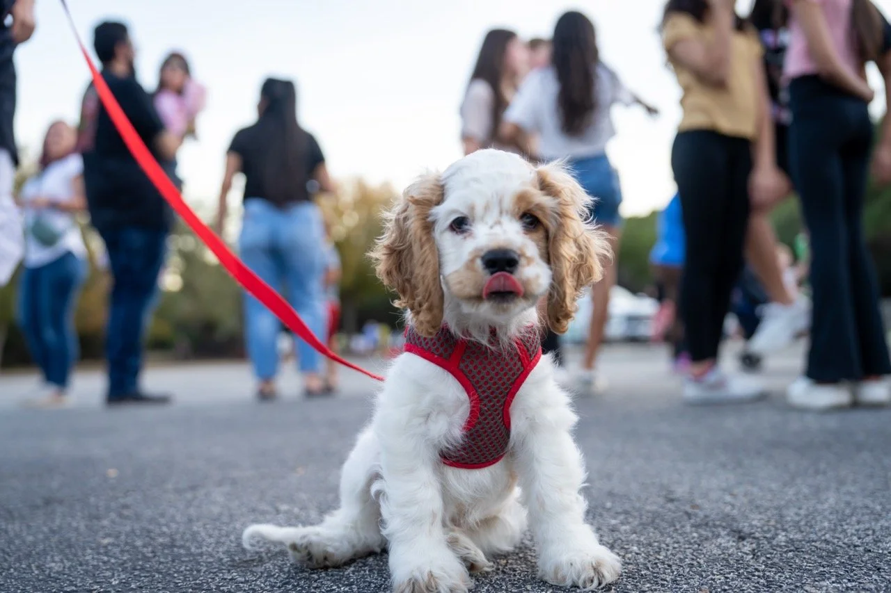 Allison s event shoot_20231020_061 Large.jpeg