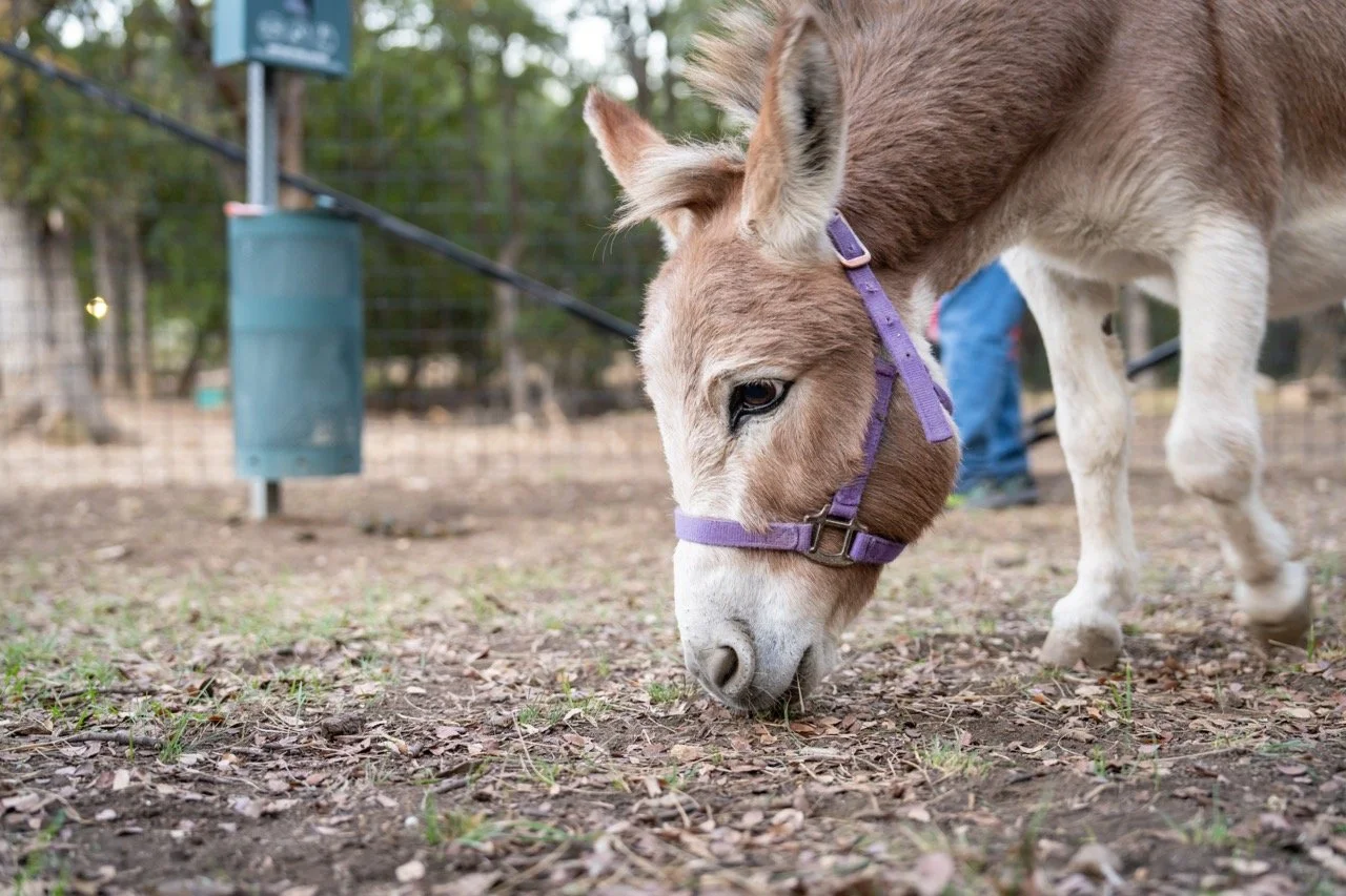Allison s event shoot_20231020_072 Large.jpeg