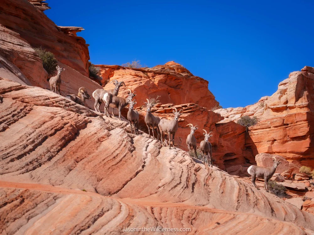 Citizens of the Waste.jpg