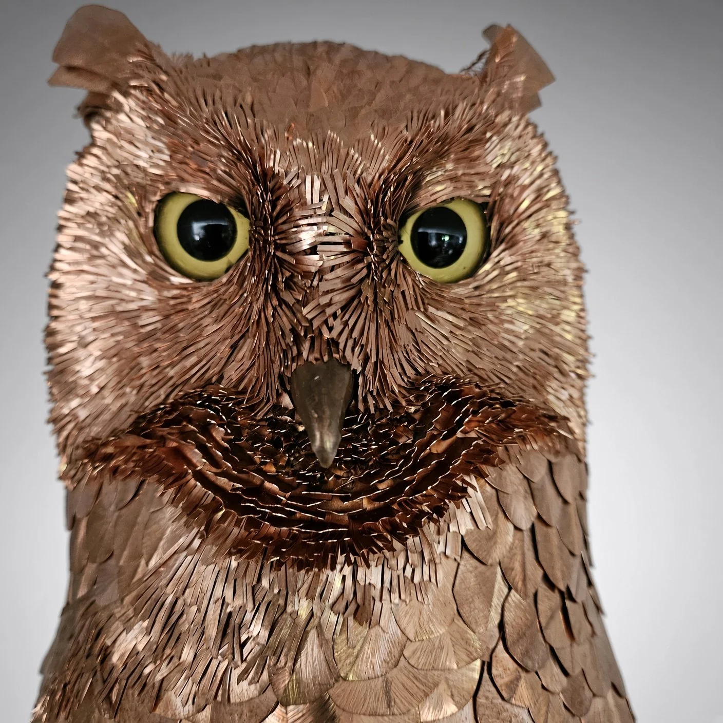 Close-up of the great horned owl's face