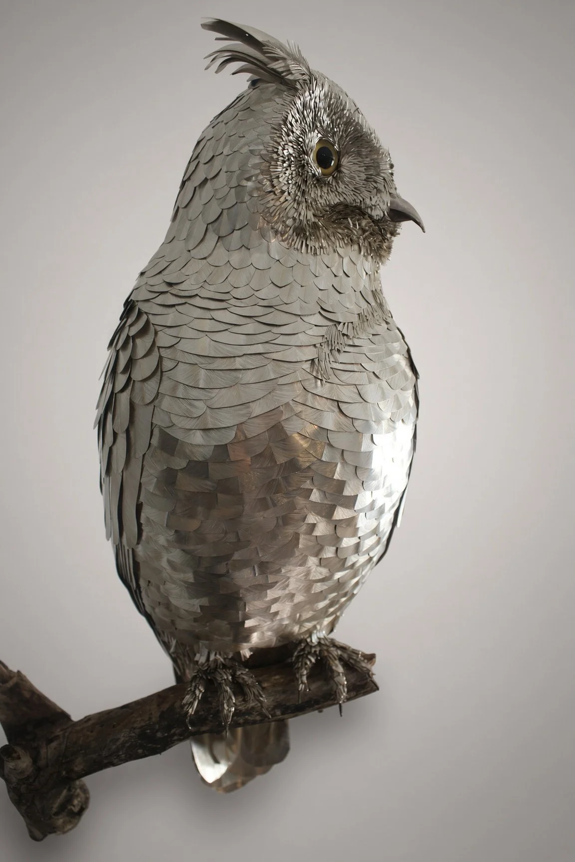 Front view with the head turned