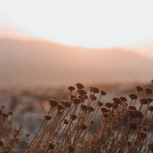 Heal Your Nervous System—How Your Vagus Nerve Holds the Key to Connection &amp; Resilience