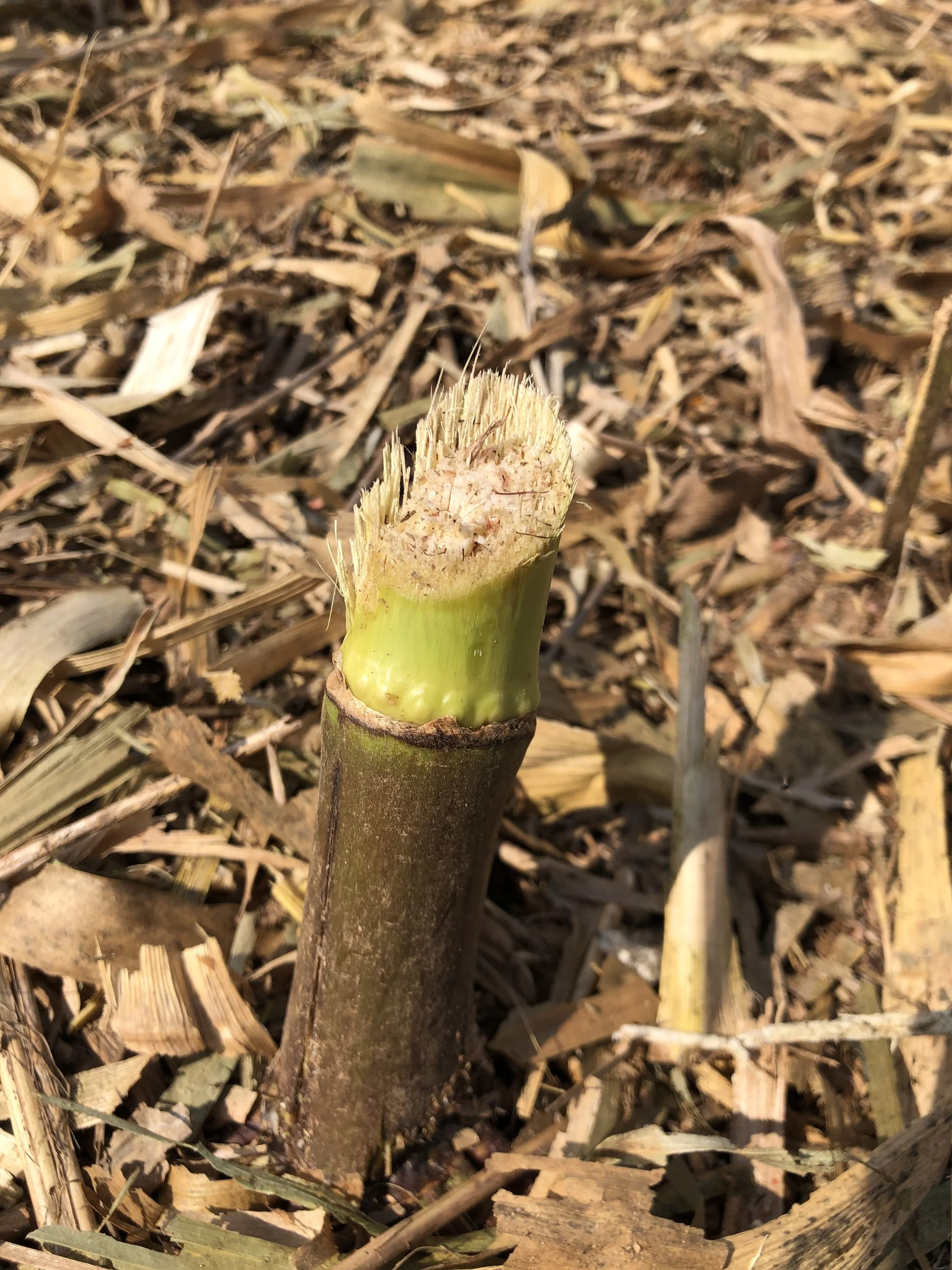 FlowForm™ Technology: Pioneering Sustainable Packaging — Kanbol Corn ...