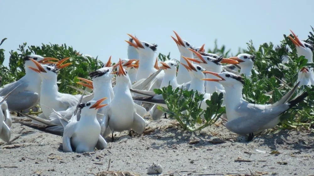 Royal-Tern-colony_credit-Zak-Poulton-2048x1152.jpg