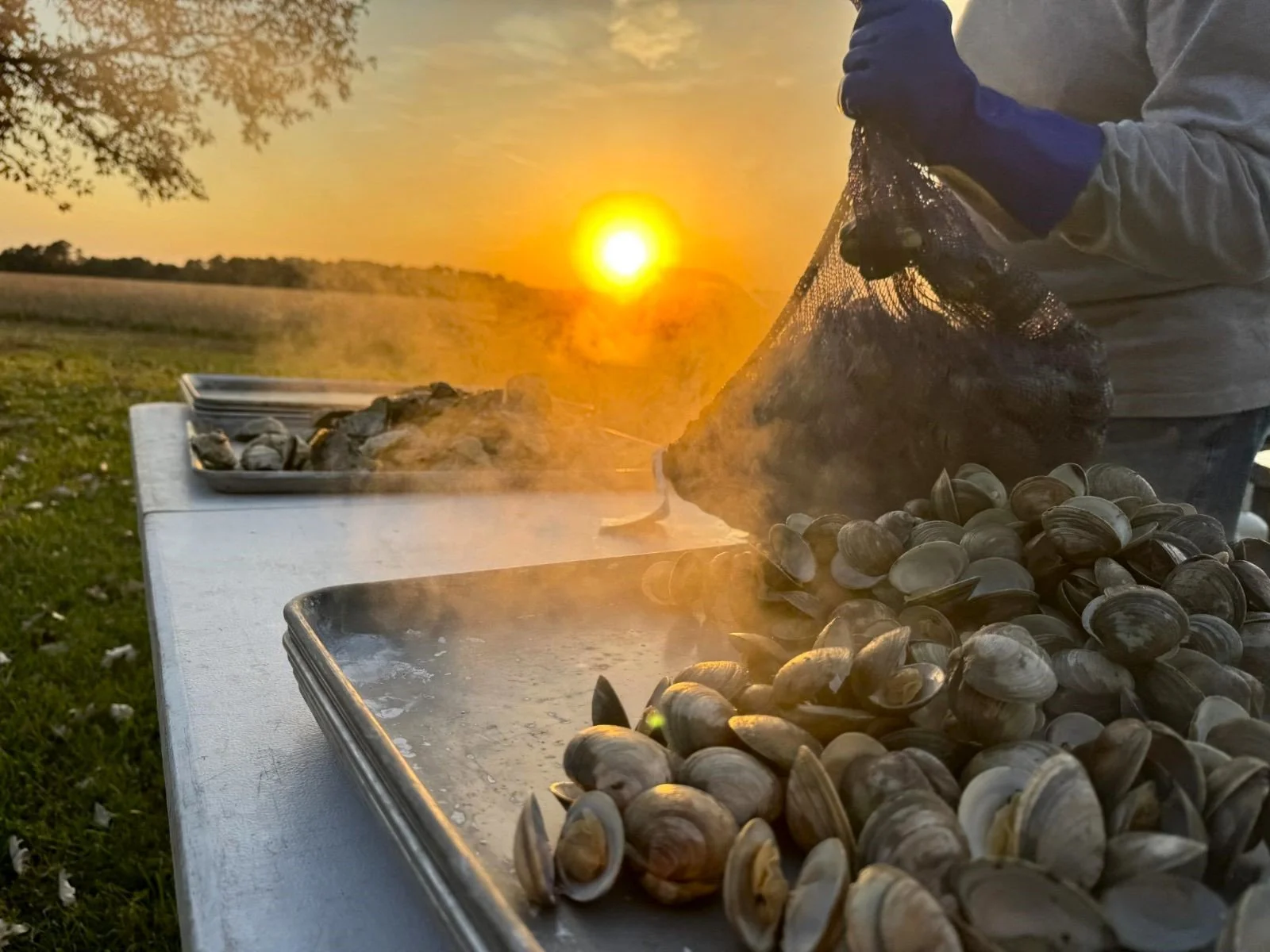 Steaming up freshest local clams for Oyster Roast at the Barn