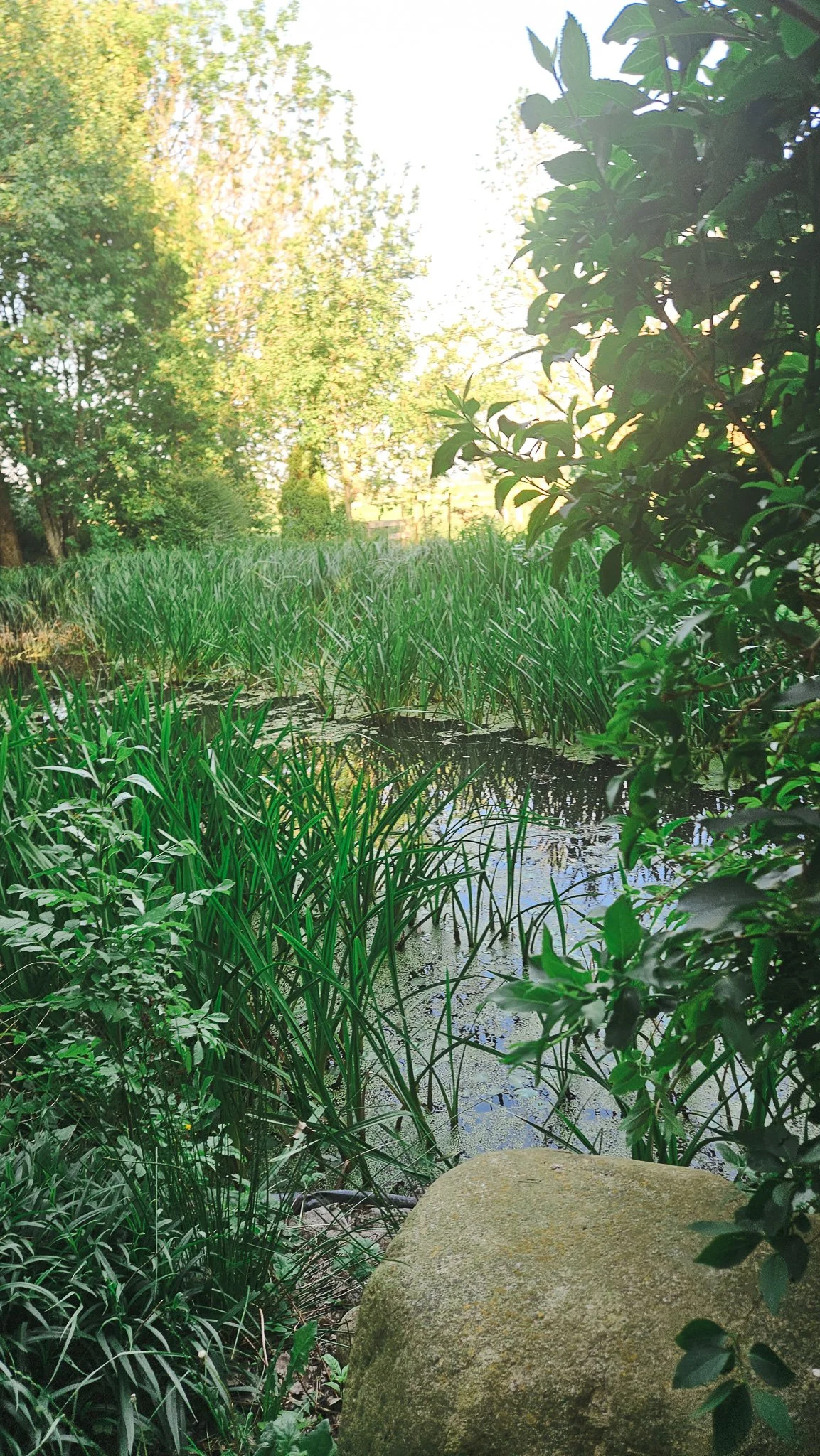 Grüner Garten mit Wasser und großen Stein im Vordergrund, Bäume im Hintergrund bei Sonnenlicht.