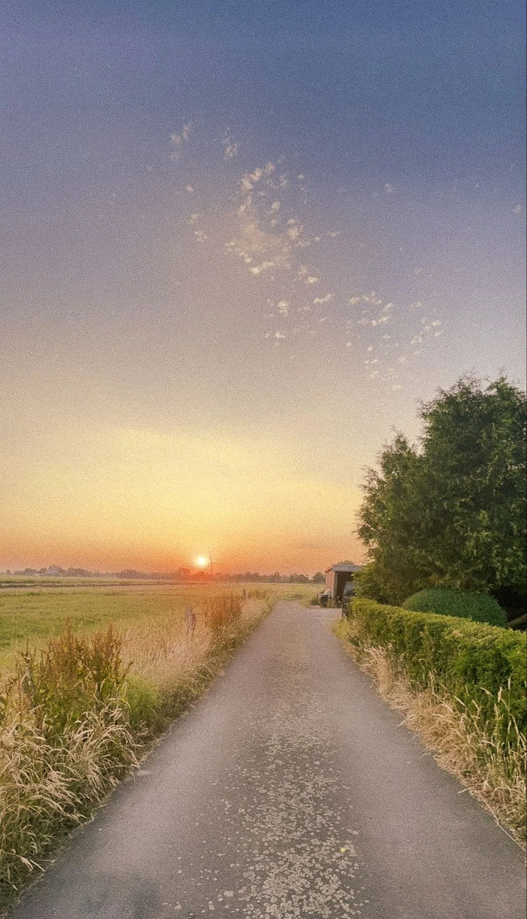 Landschaft mit Feldweg bei Sonnenuntergang, Bäume und Büsche am Wegesrand, klarer Himmel.