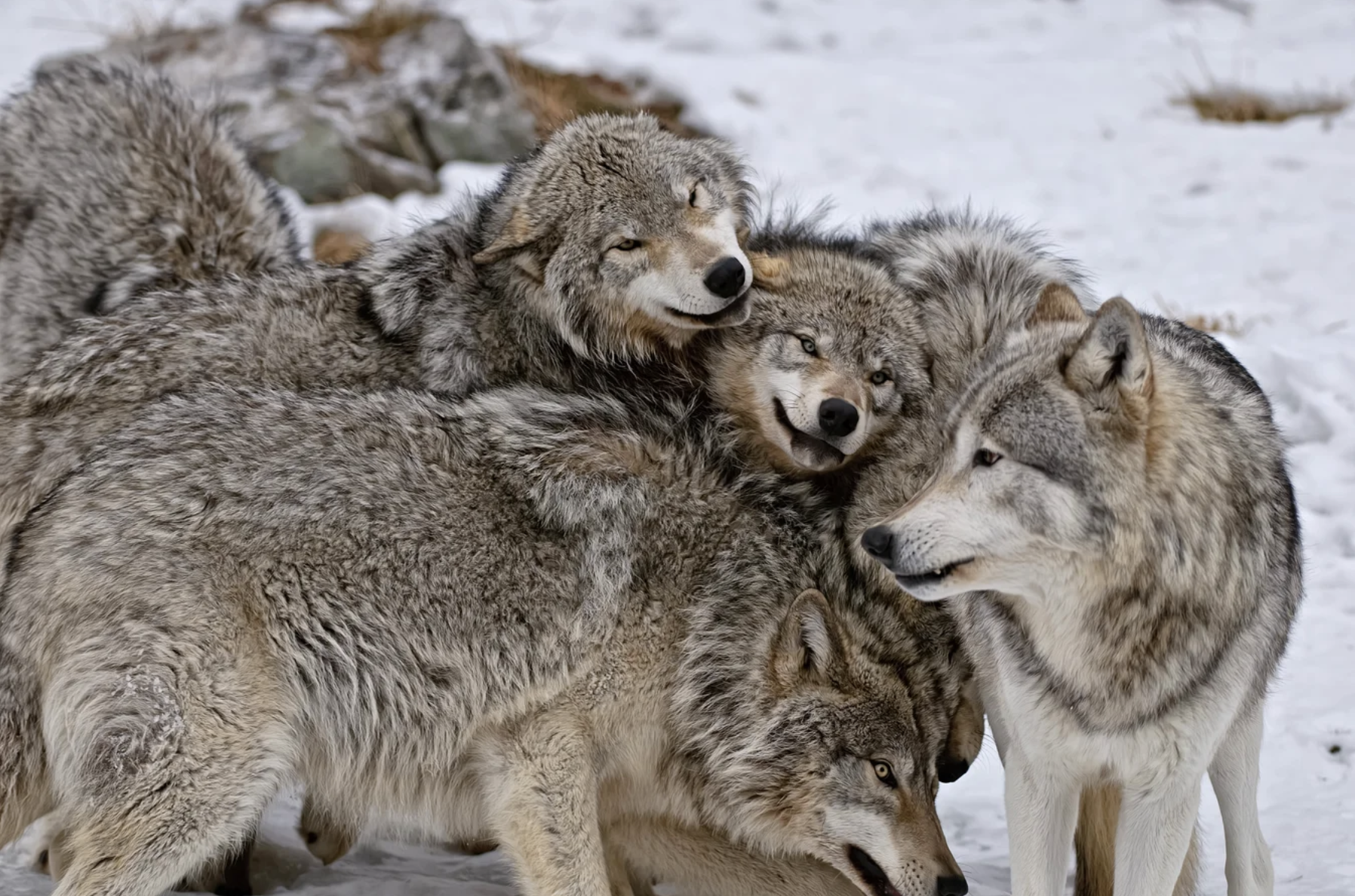 The Myth of the Lone Wolf: A Men’s Guide to Healing Avoidant Attachment
