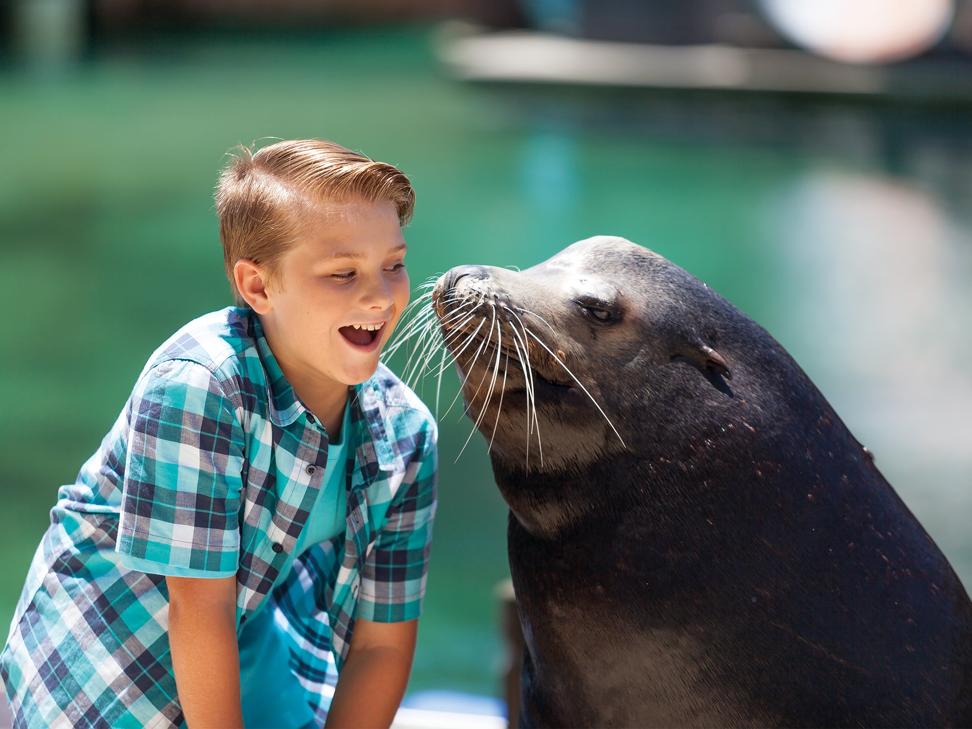 Seal_Kiss.jpg