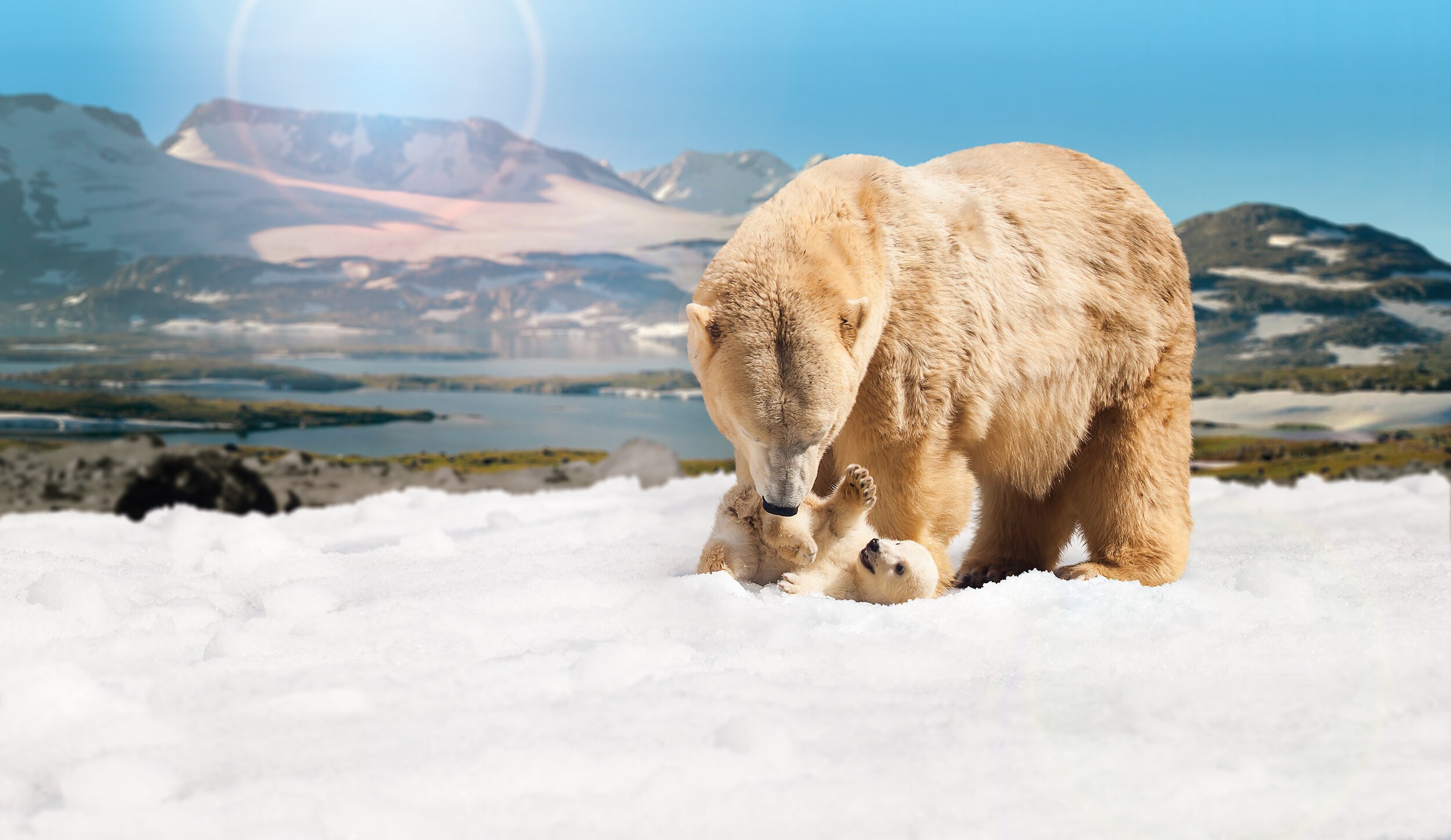 Polar_Bear_Cub_400dpi_60cm_Wide2.jpeg