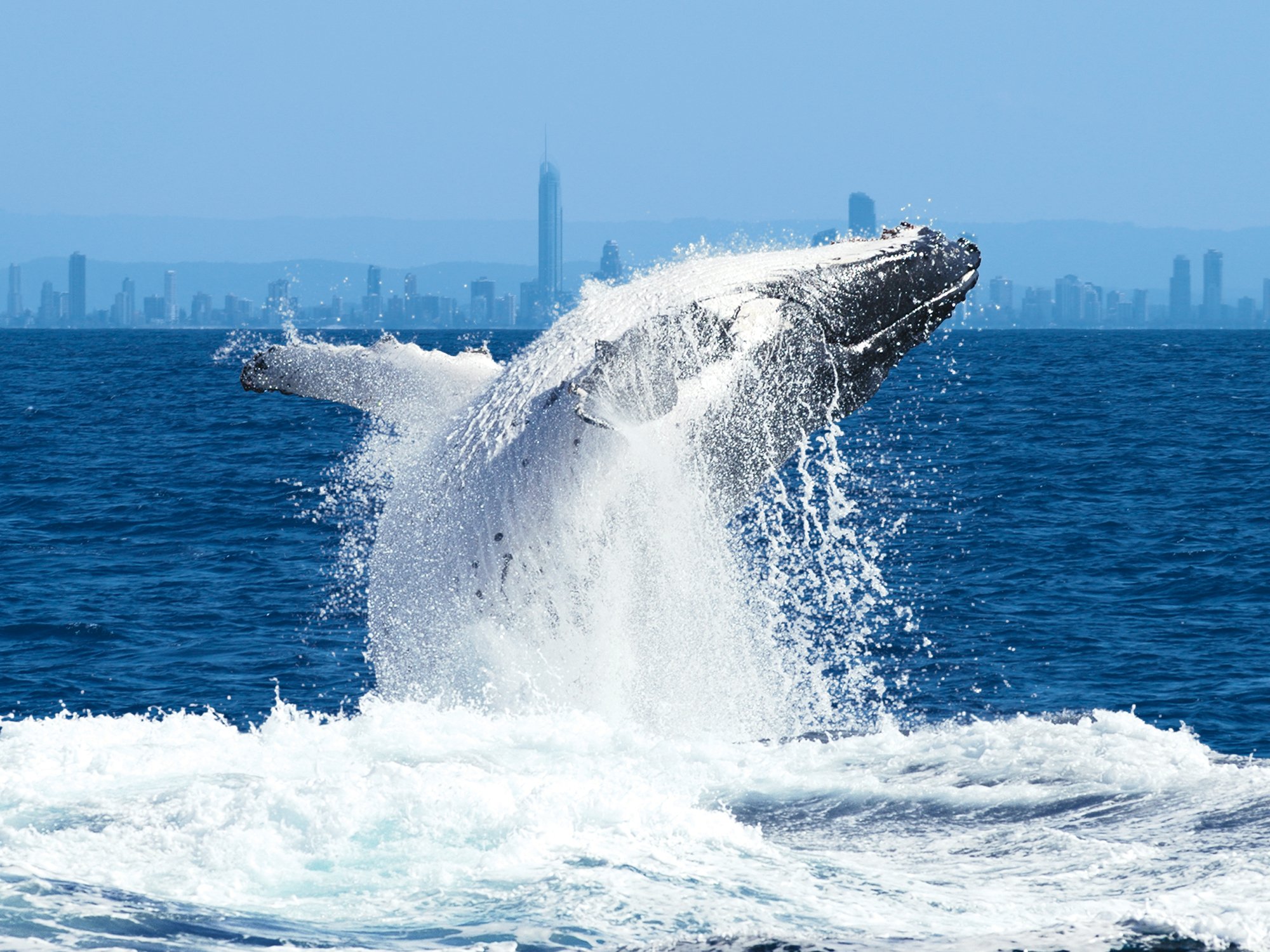 Whale_Brech.jpg