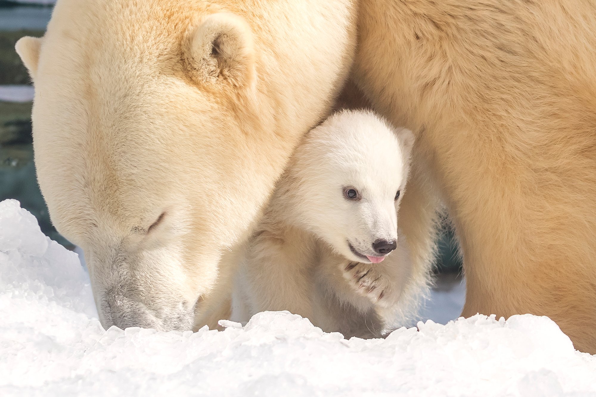 SW-PolarBear-Cub-6994.jpg