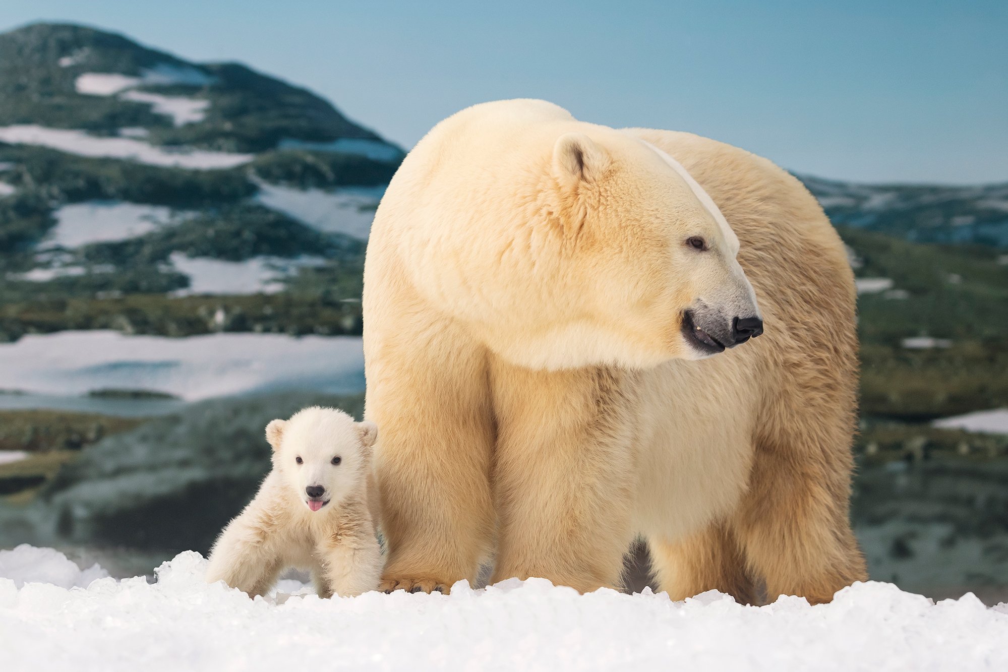 SW-PolarBear-Cub-6934-COVER-OPTION2.jpg