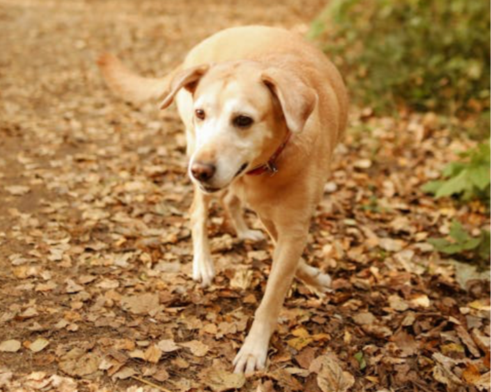 Golden+Retriever.png