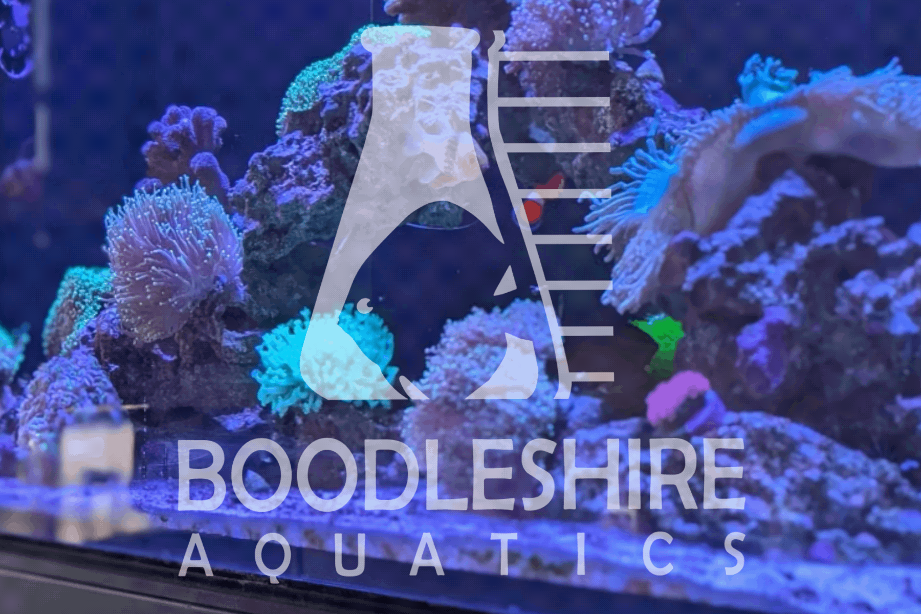 Boodleshire Aquatics