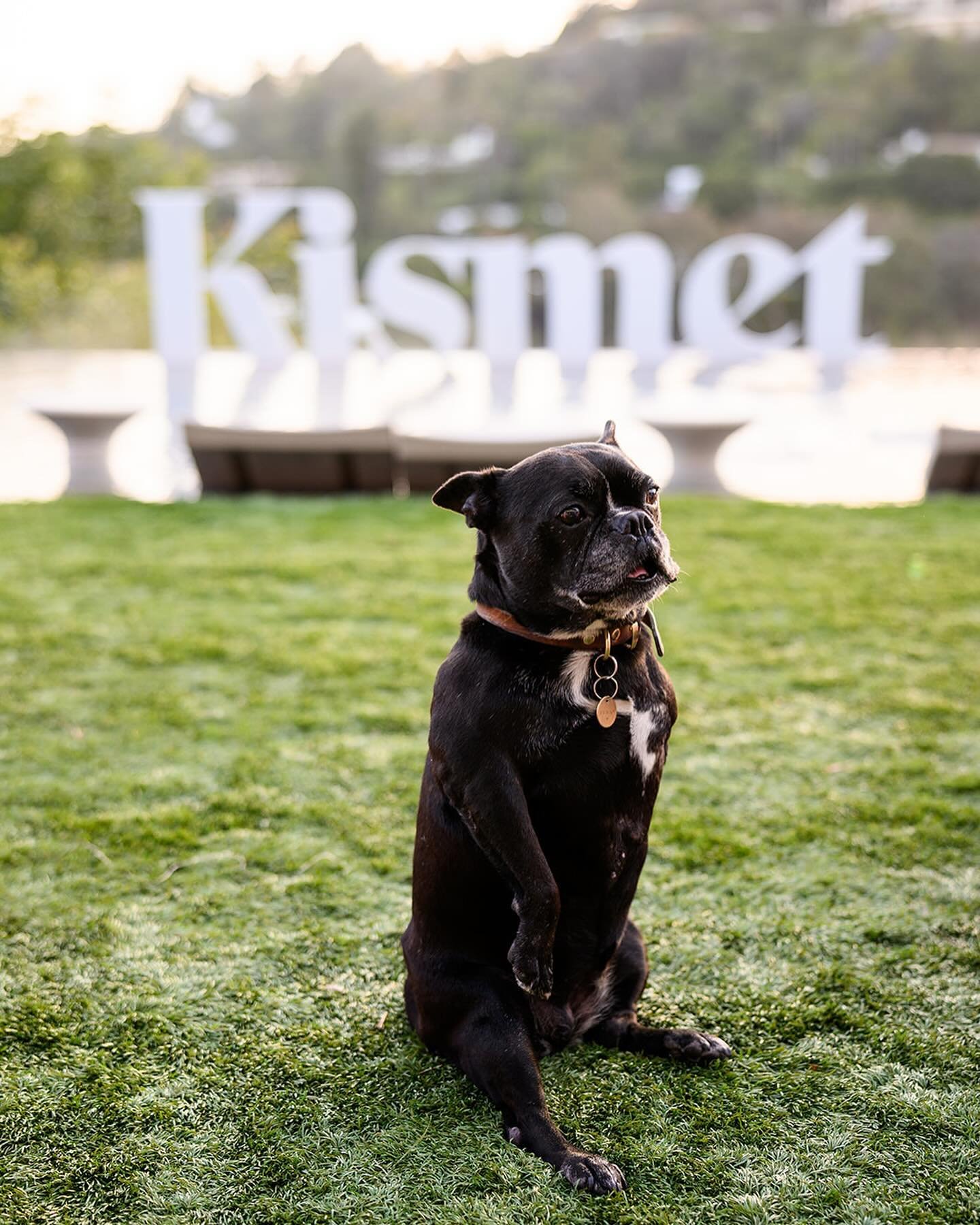 Penny, I just love you. The perfect @kismet poolside model! Swipe for some #bts - we build it and brand it, always!

#thewotp #wifeoftheparty #kismet #penny #k9 #dogsofinstagram