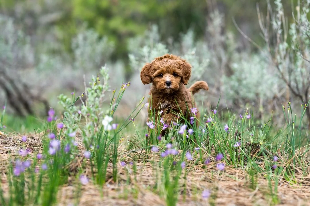 There's a new puppy in town:). Every time I convinced her to run to me she totally bowled me over with tiny puppy kisses and dirty paws. 

So much fun!  Welcome Rio to the hood.  She is a cavapoo and as you can probably tell, quite adorable.

Even th