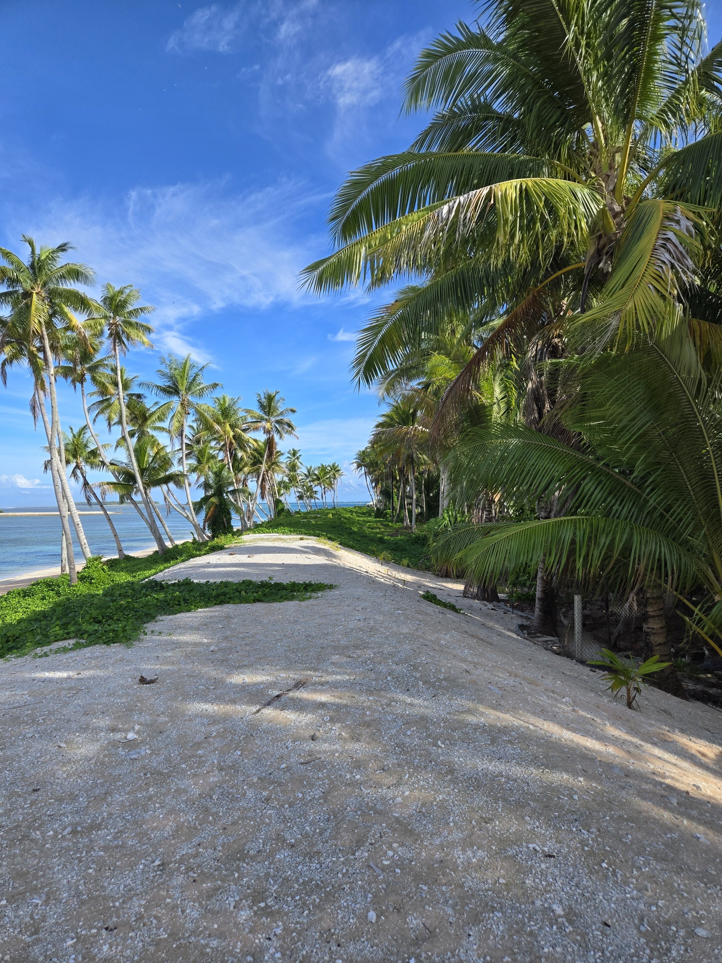 Raised coastal protection works surrounded by coconut palms and coastal vegetation on Nanumea, Tuvalu.