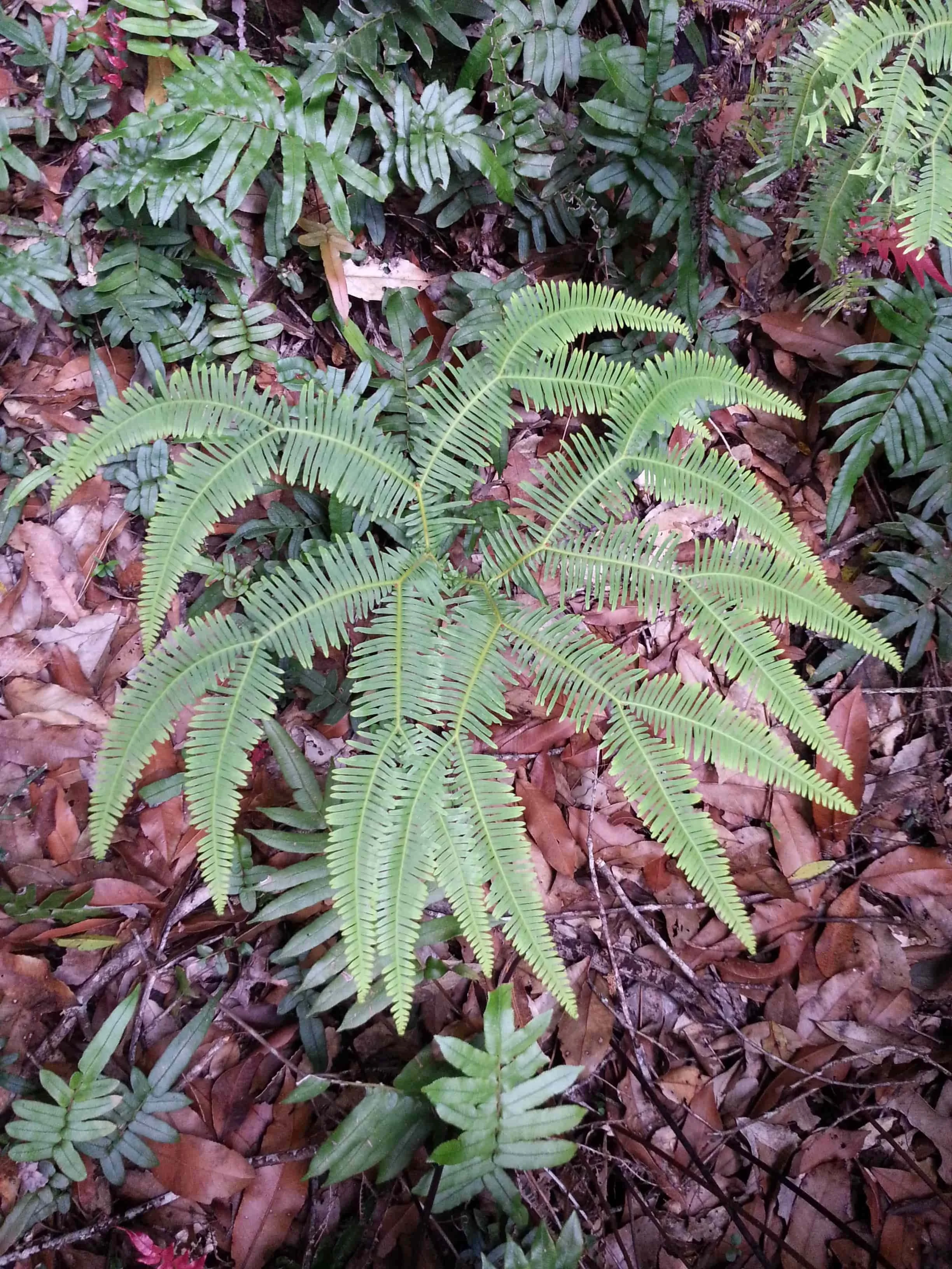Fan fern - Sticherus lobatus.jpg