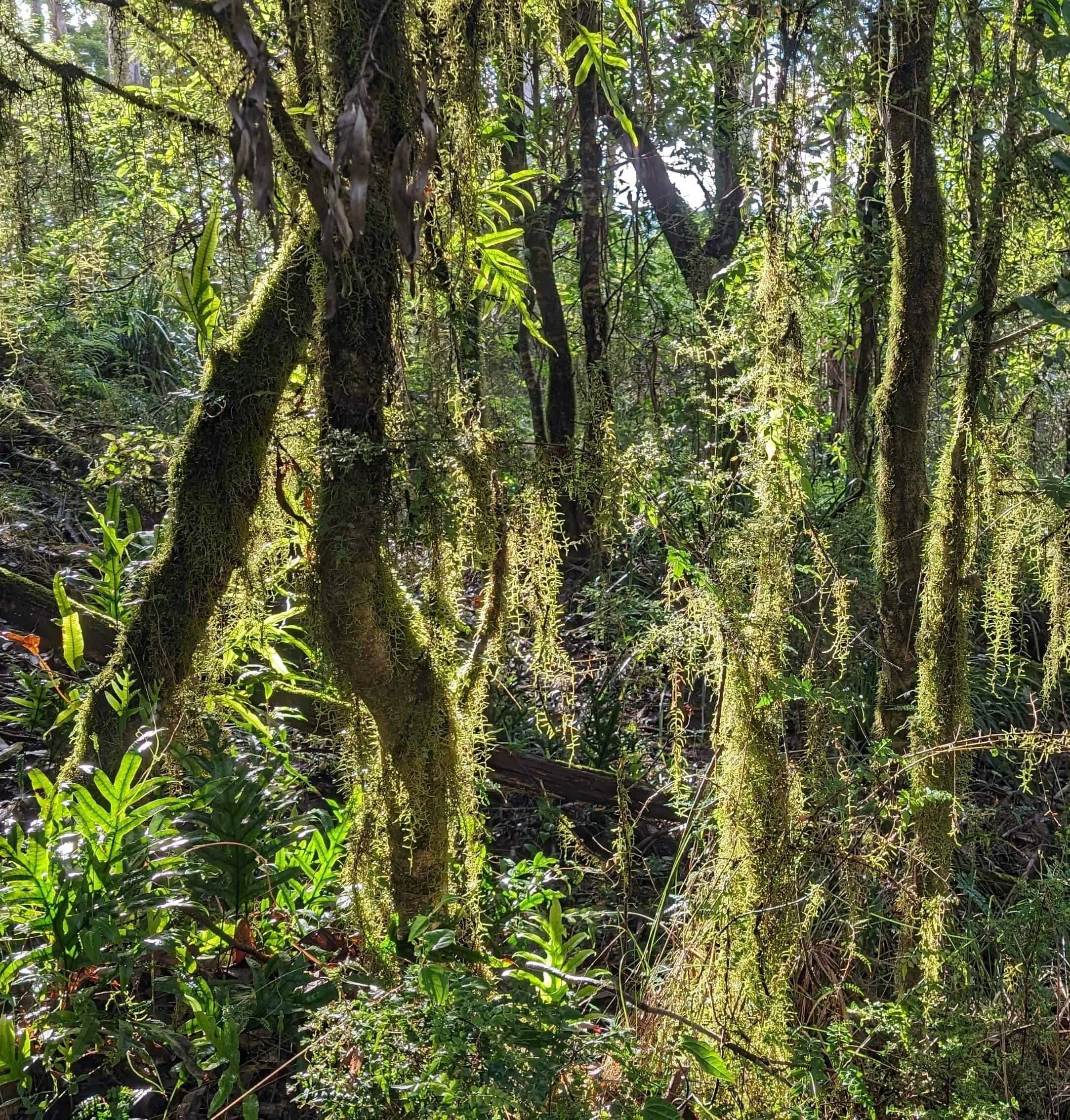 Late afternoon in the rainforest.jpg