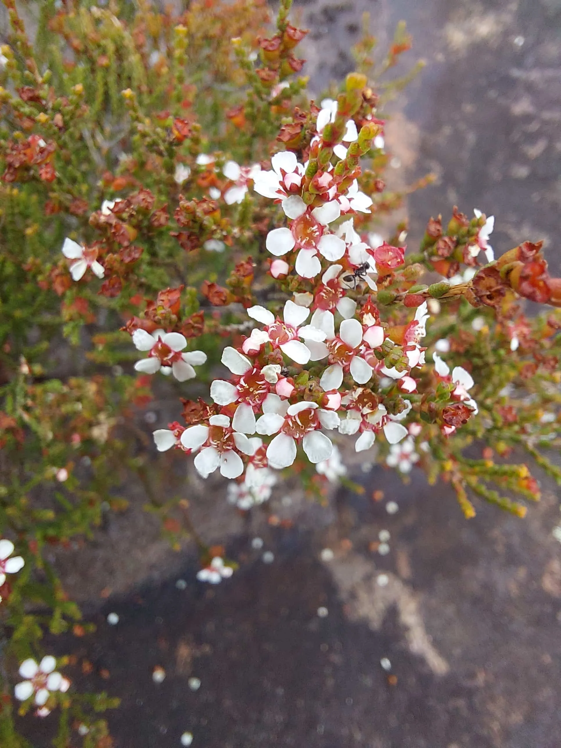 Tea tree - Leptospermum sp.jpg