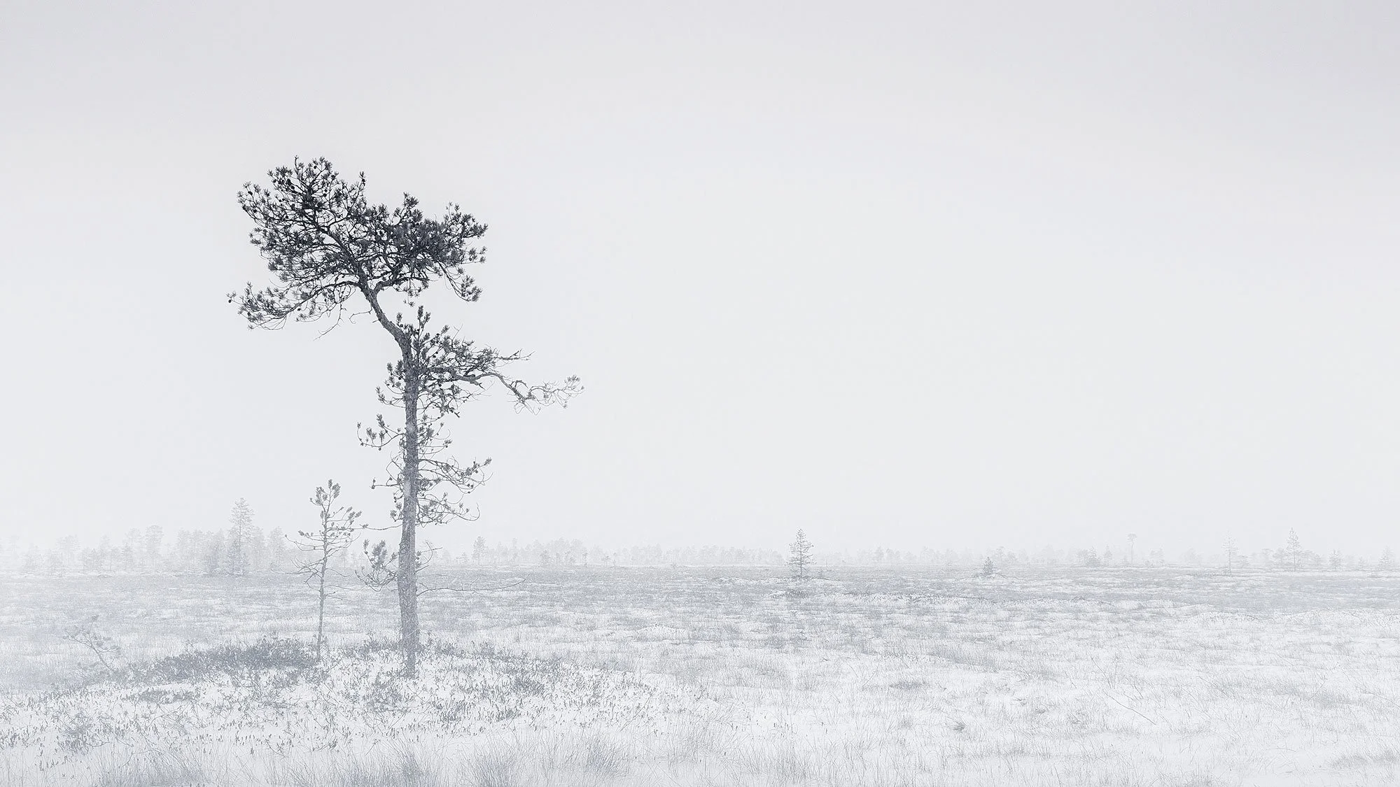 Swamp survivor -Finland
