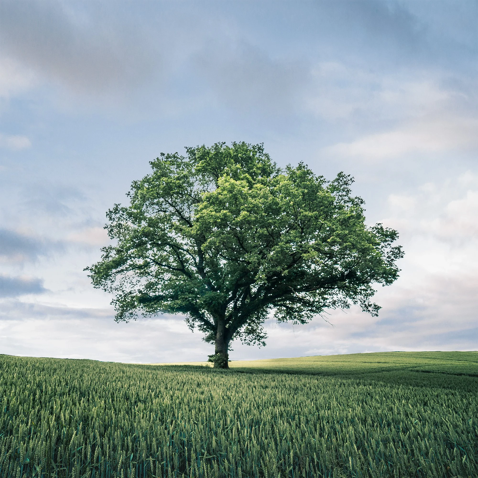 Lonely tree -Poland