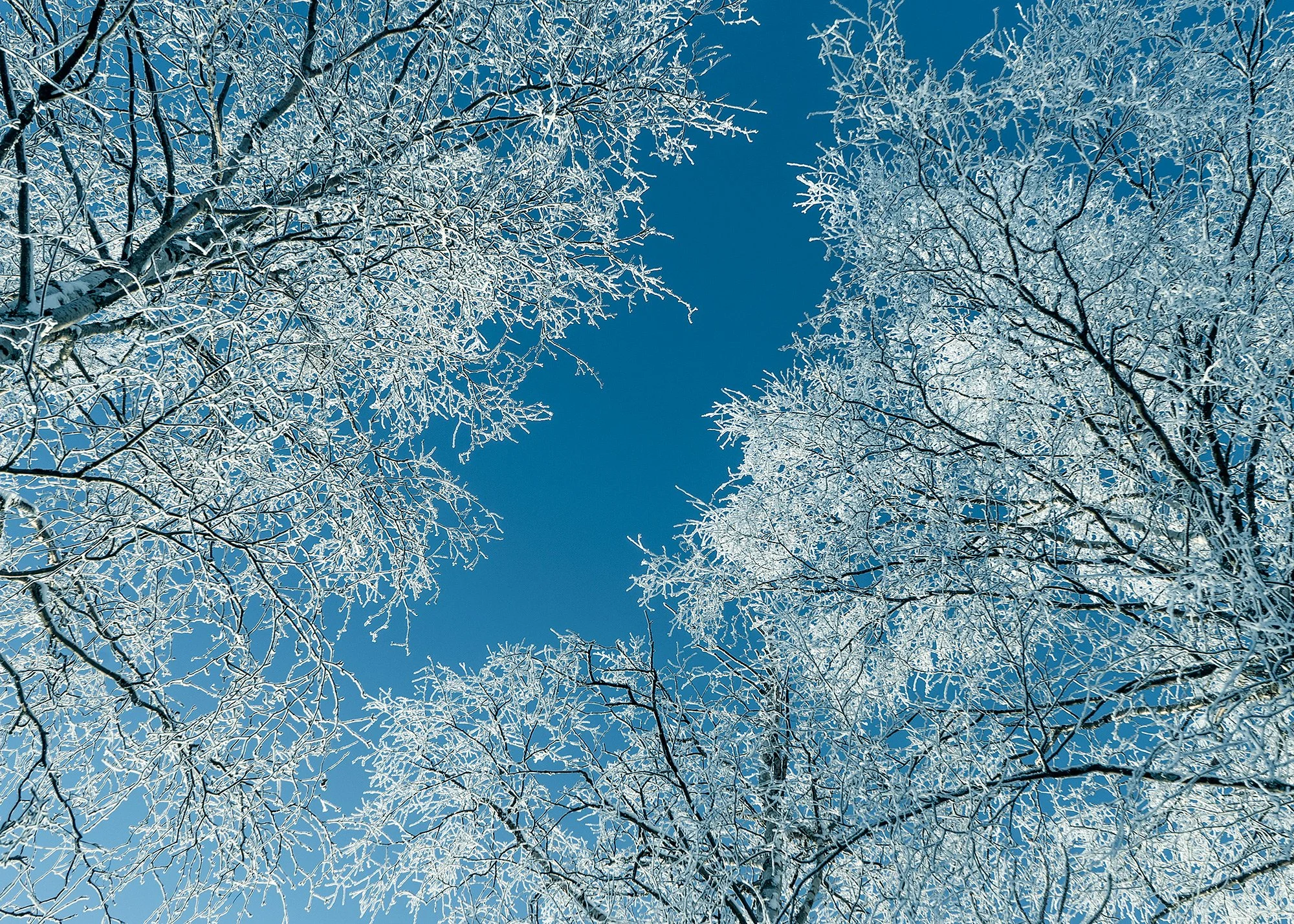 Frozen trees -Liminka, Finland