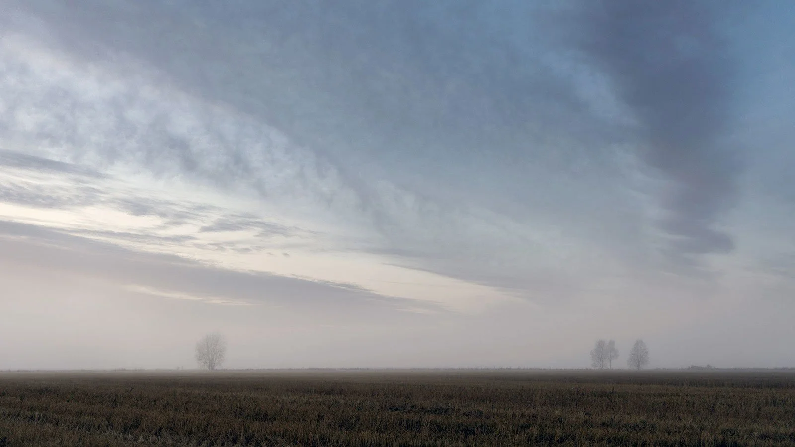 Distant trees -Finland