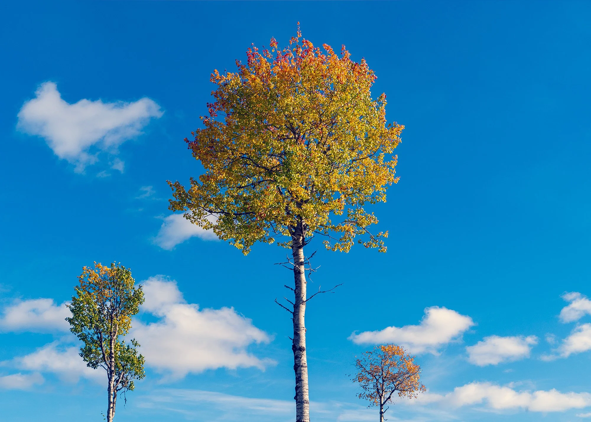Tree with friends -Finland