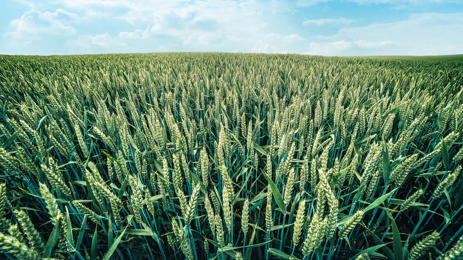 Green wheats -Poland