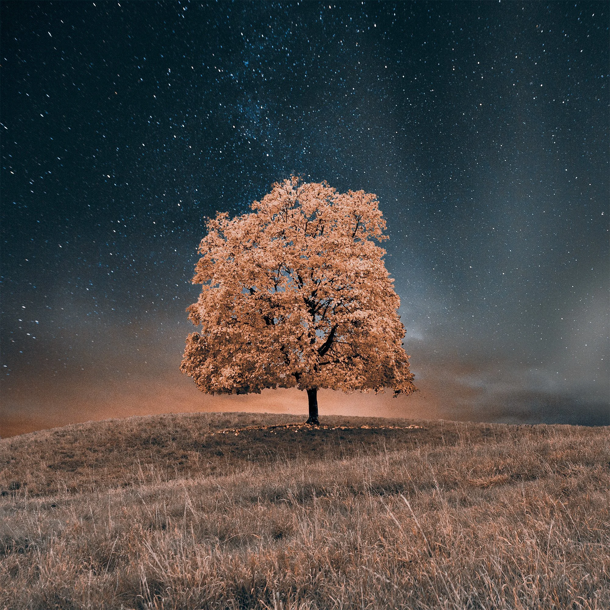 Lonely tree -Sweden