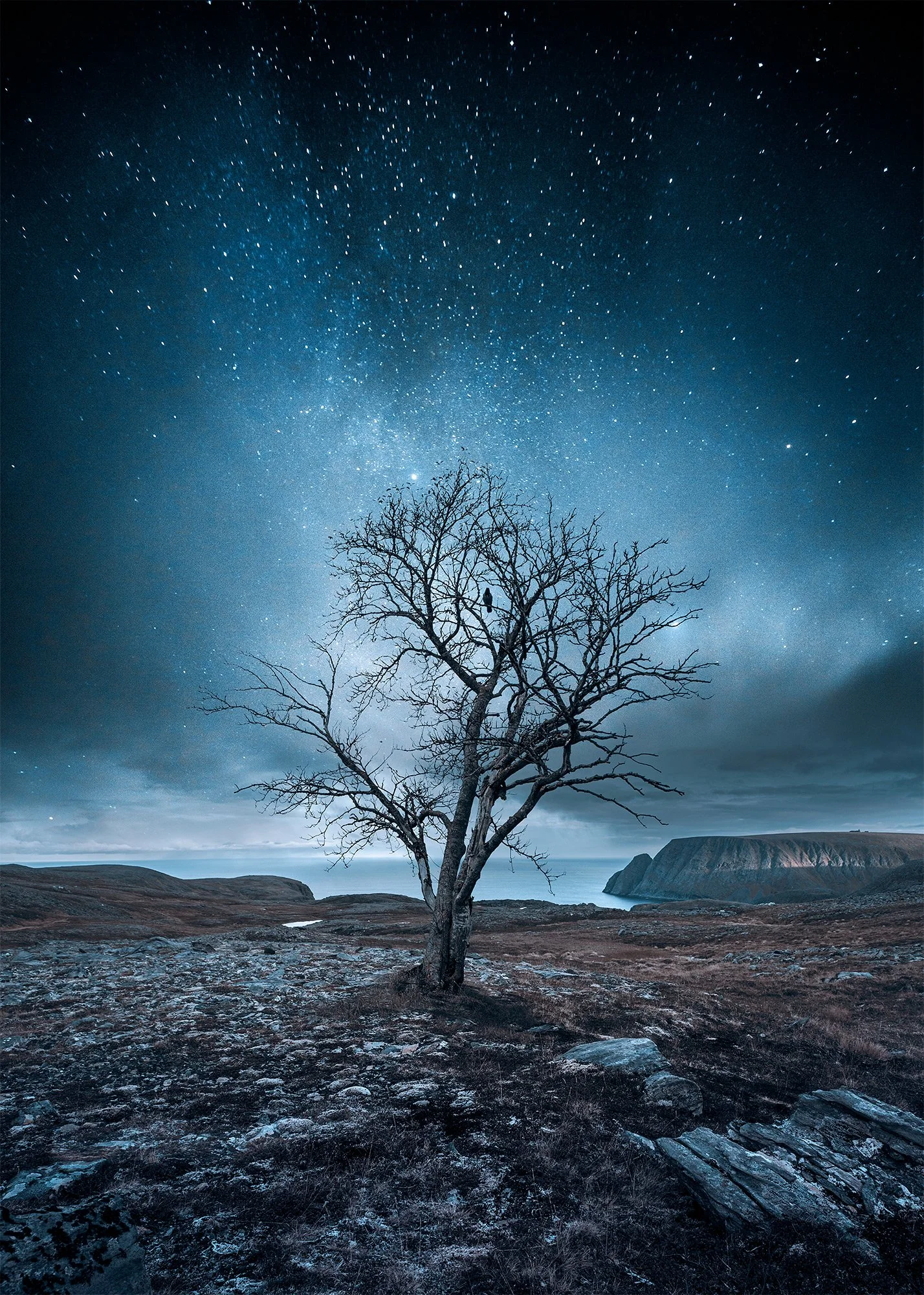 Lonely tree -Norway